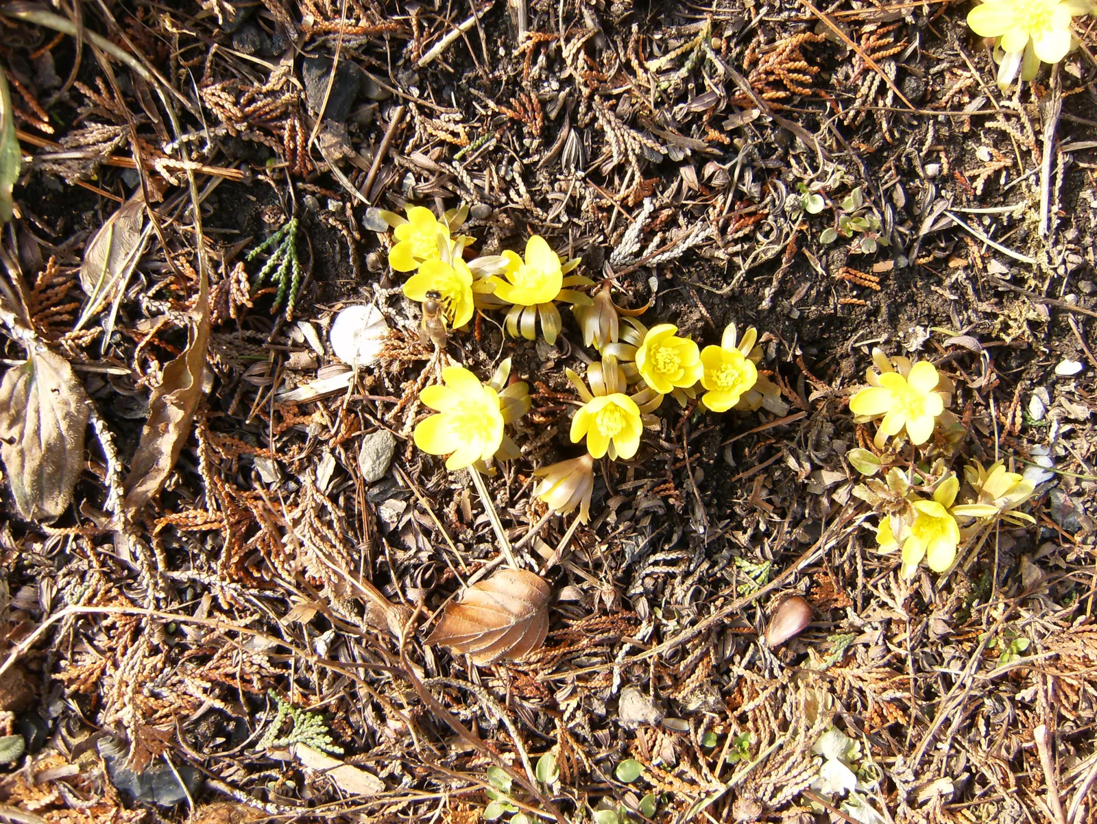 Winter Aconite (Eranthis Hyemalis) — preferring well-drained soil and partial to full shade; appreciated for its ability to infuse color into the garden when