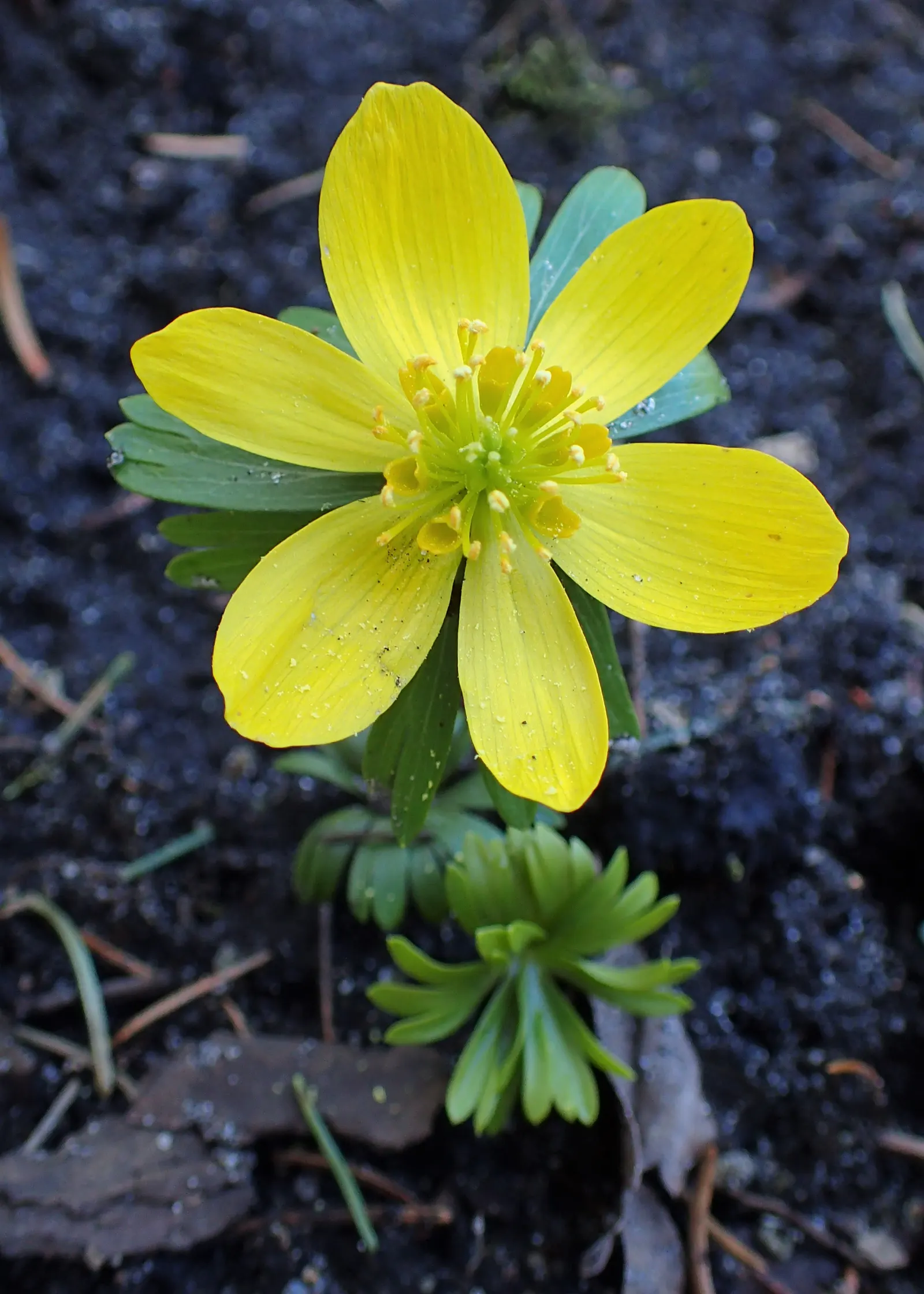 Winter Aconite (Eranthis Hyemalis) — buttercup-yellow flowers which are approximately 1 inch in diameter