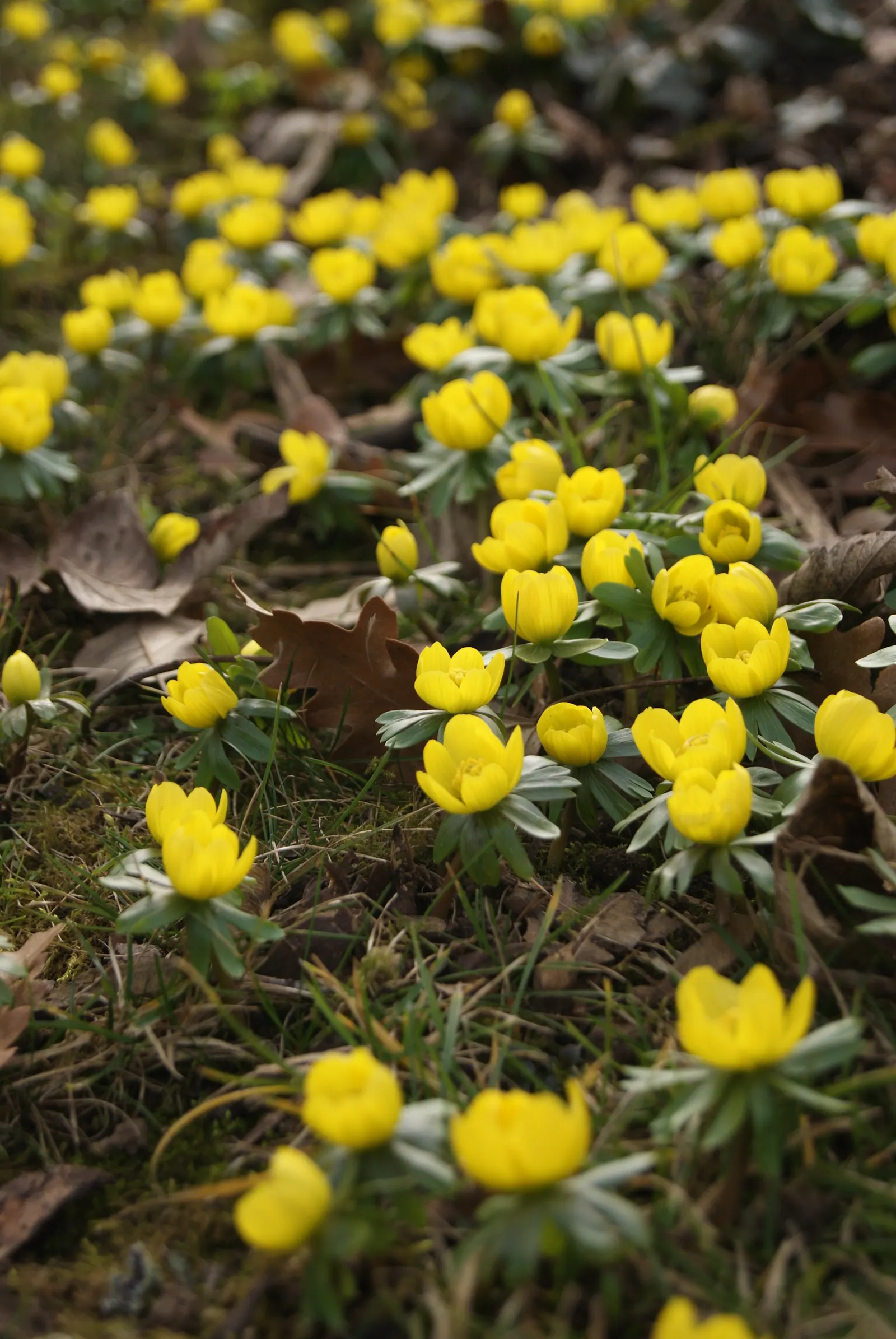 Winter Aconite (Eranthis Hyemalis) — buttercup-yellow flowers which are approximately 1 inch in diameter; this plant features bright, image 97