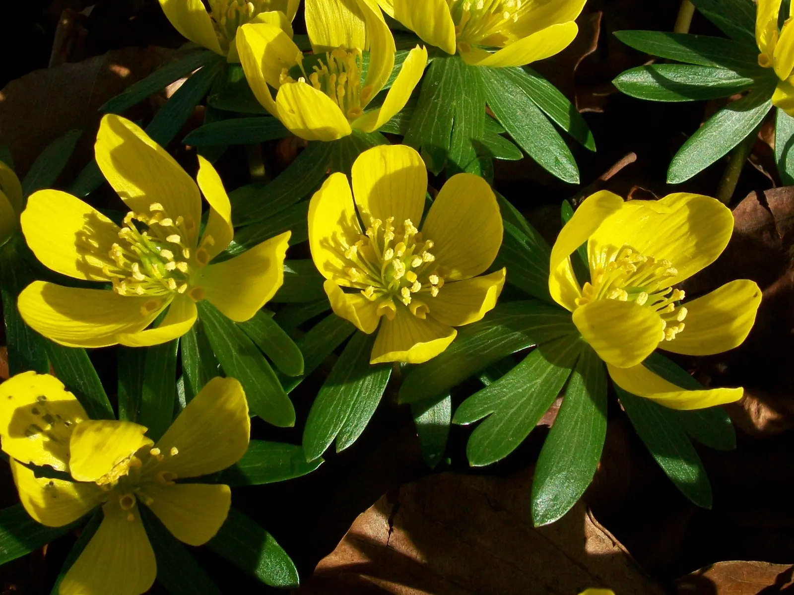 Winter Aconite (Eranthis Hyemalis) — Being deer-resistant and low-maintenance; reaching just 3 to 4 inches in height