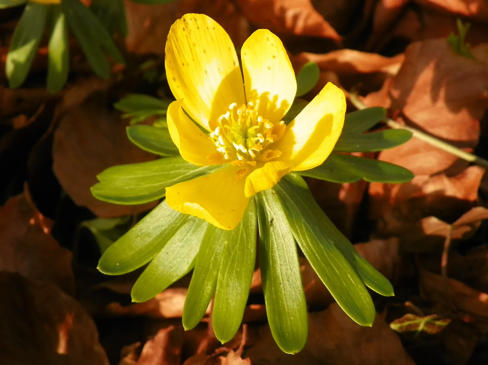 Winter Aconite (Eranthis Hyemalis) — this plant features bright; this low-growing perennial reaches a modest height of just 3-4 inches and spreads, image 67