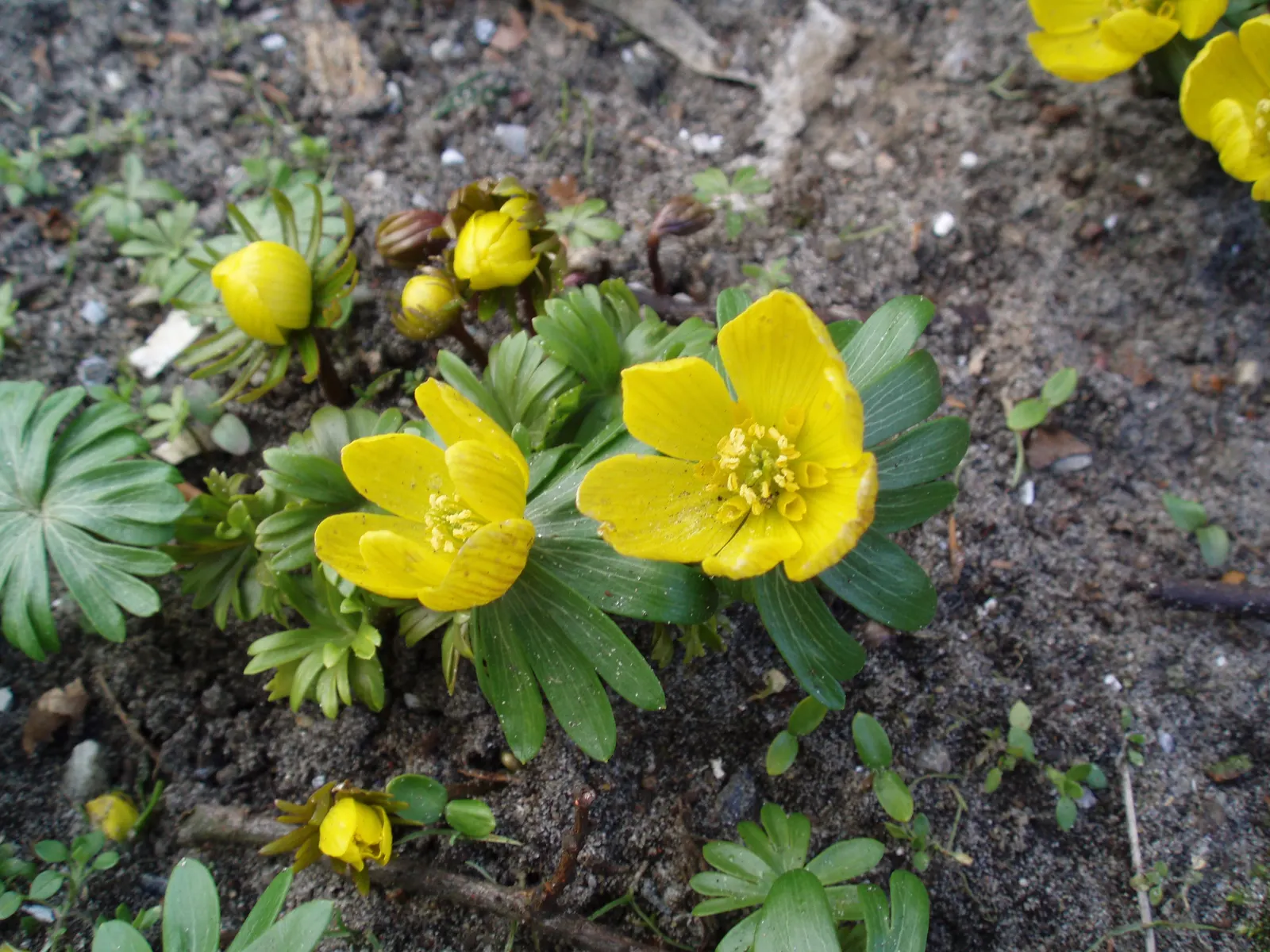 Winter Aconite (Eranthis Hyemalis) — this plant features bright