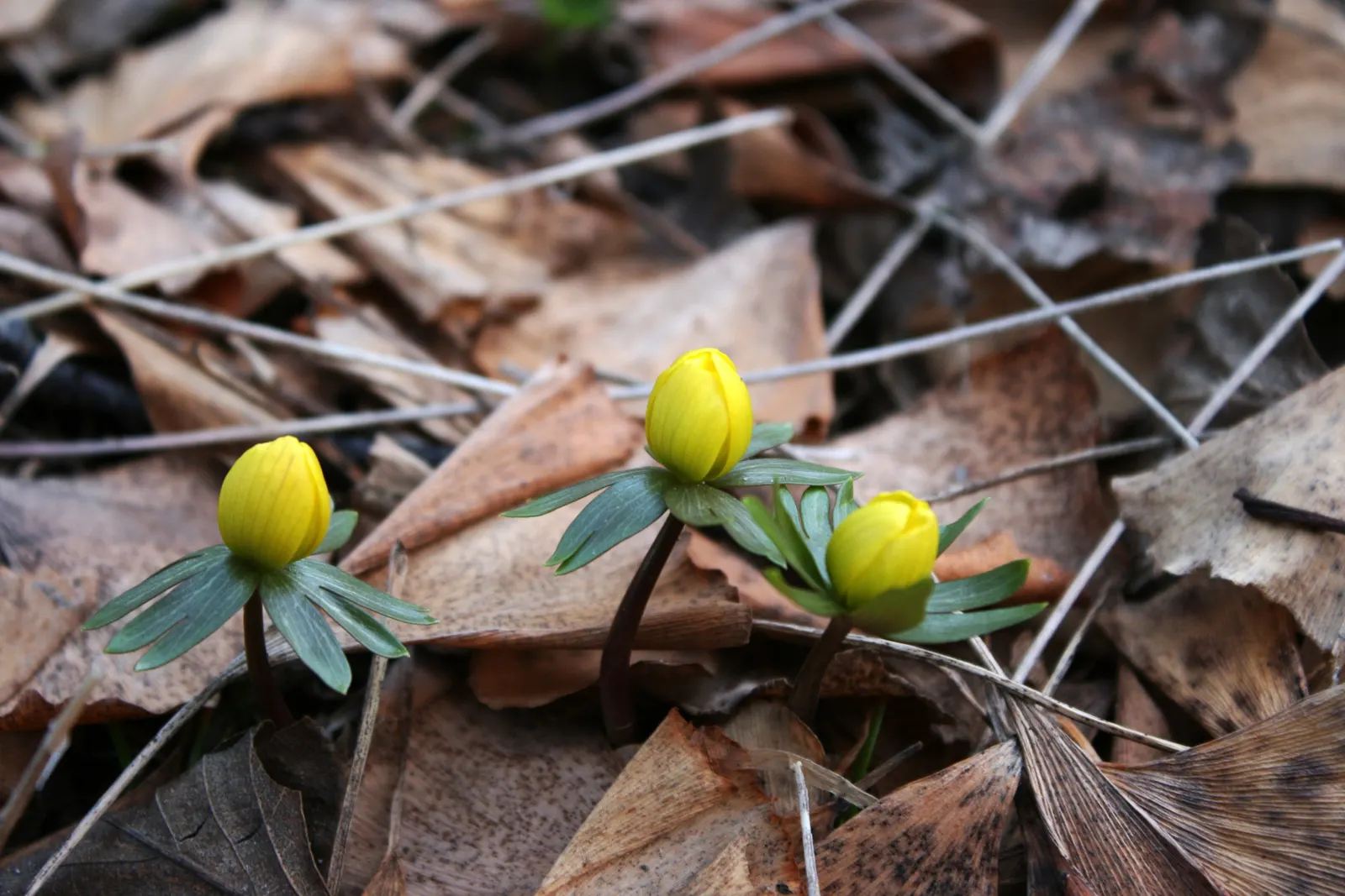 Winter Aconite (Eranthis Hyemalis) — Typically emerging in late winter to early spring; eranthis hyemalis is an excellent addition to a landscape, image 66