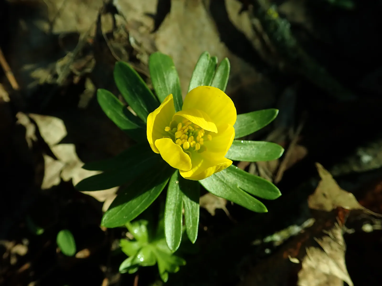 Winter Aconite (Eranthis Hyemalis) — Its foliage is equally petite, image 73