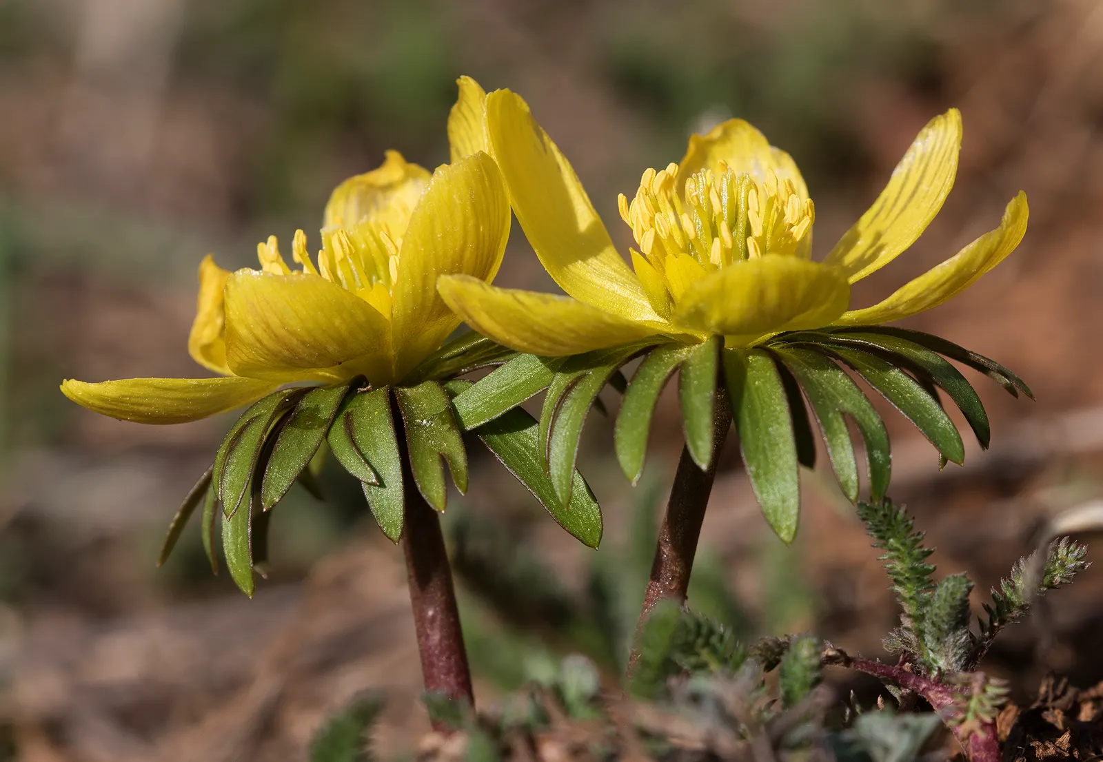 Winter Aconite (Eranthis Hyemalis) — this plant features bright; this low-growing perennial reaches a modest height of just 3-4 inches and spreads, image 96