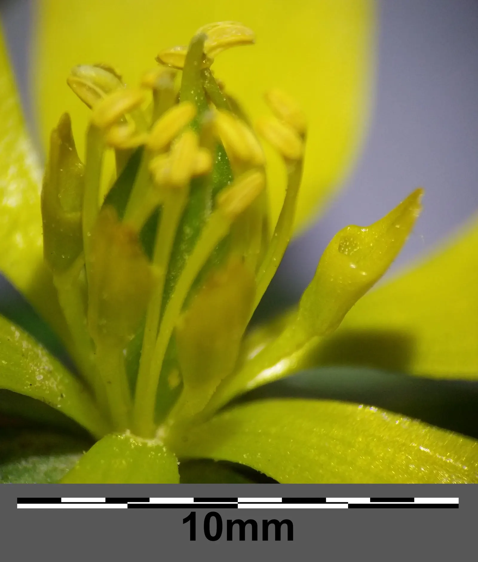 Winter Aconite (Eranthis Hyemalis) — The leaves are basal and divided into lobed segments; perennial for full or half
