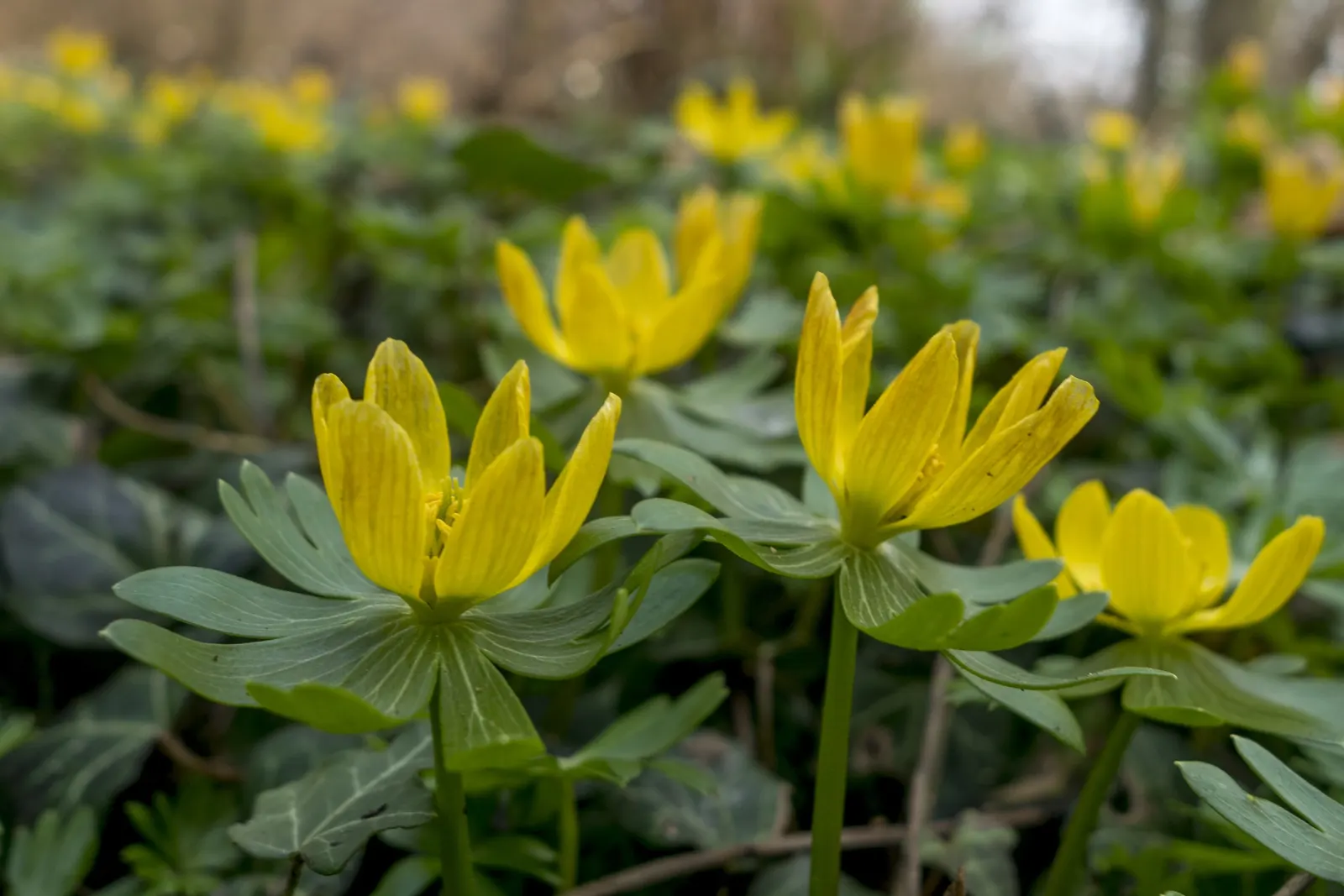 Winter Aconite (Eranthis Hyemalis) — typically in late winter to early spring