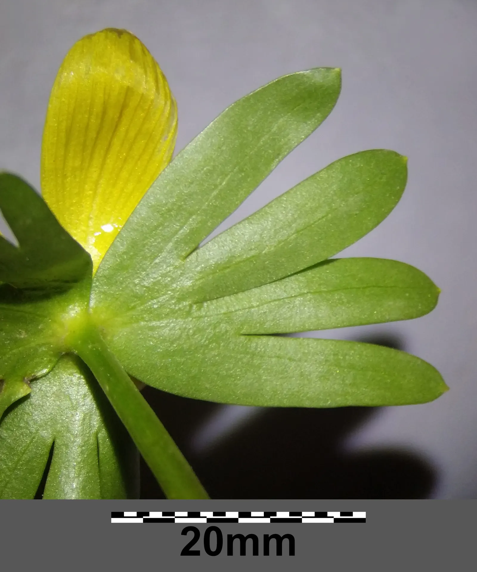 Winter Aconite (Eranthis Hyemalis) — bulbs should be spaced 3 inches apart to create a carpet of color; winter Aconite (Eranthis hyemalis) is a, image 138