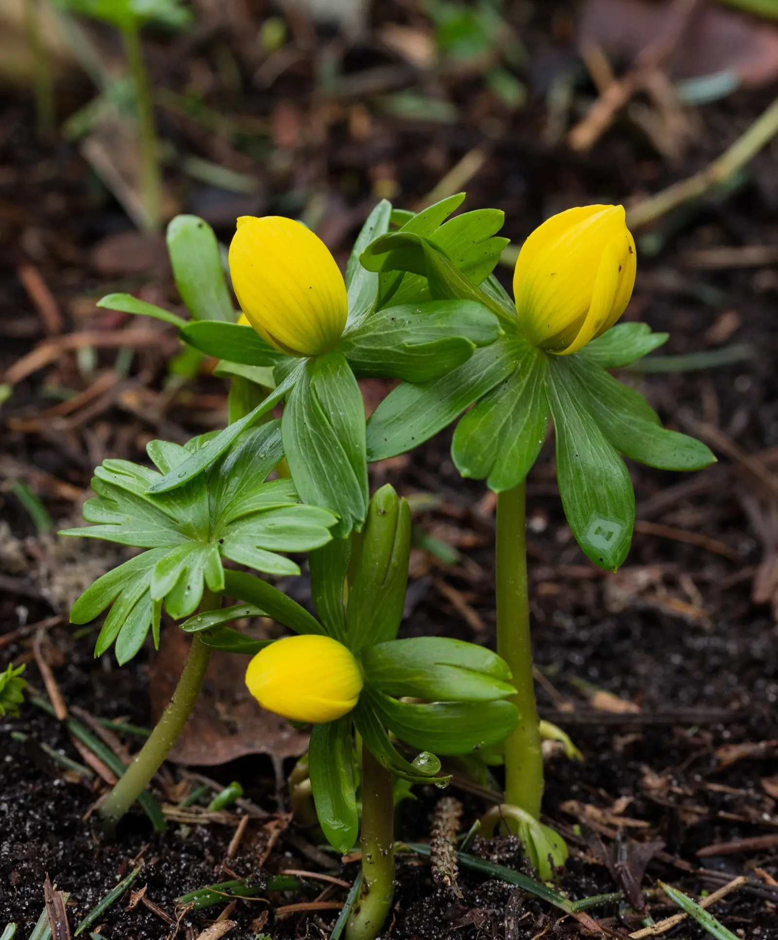 Winter Aconite (Eranthis Hyemalis) — with dark green leaves that develop fully after the flowers have started to wane; bulbs should be spaced 3, image 132
