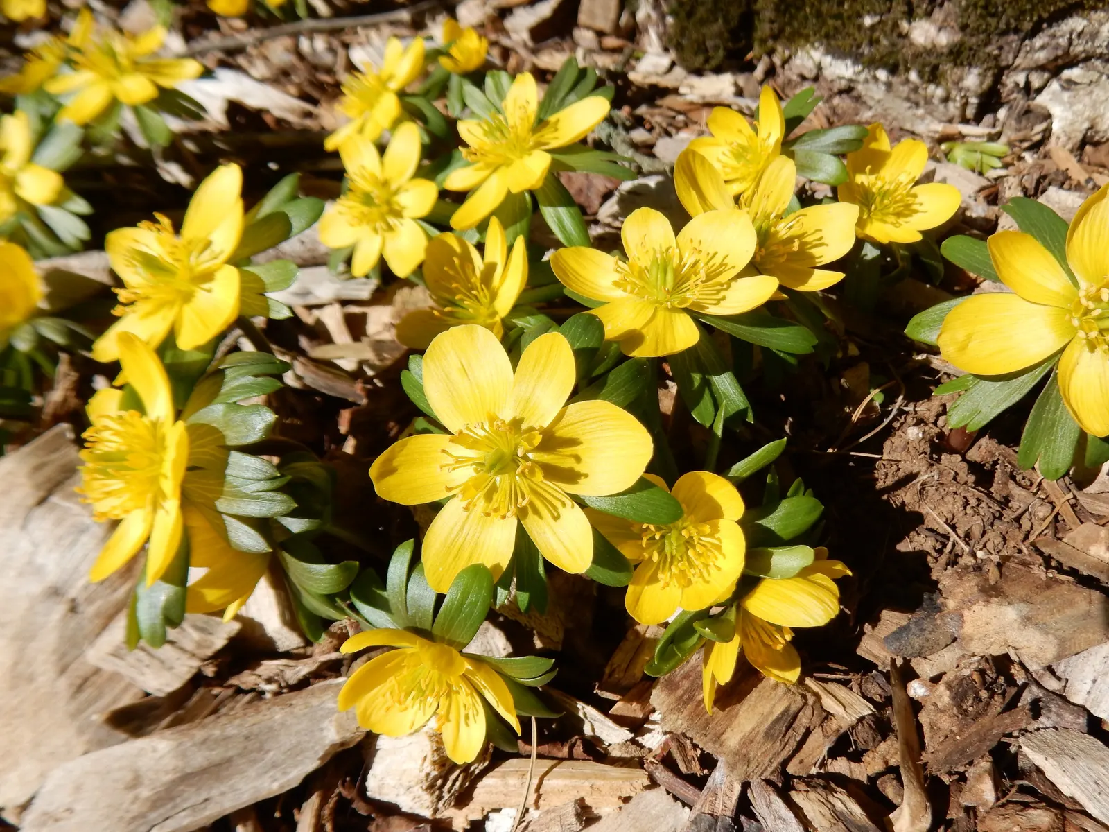 Winter Aconite (Eranthis Hyemalis) — perennial for full or half; proper care includes planting the tubers at a depth of 1 to 2 inches and watering, image 116