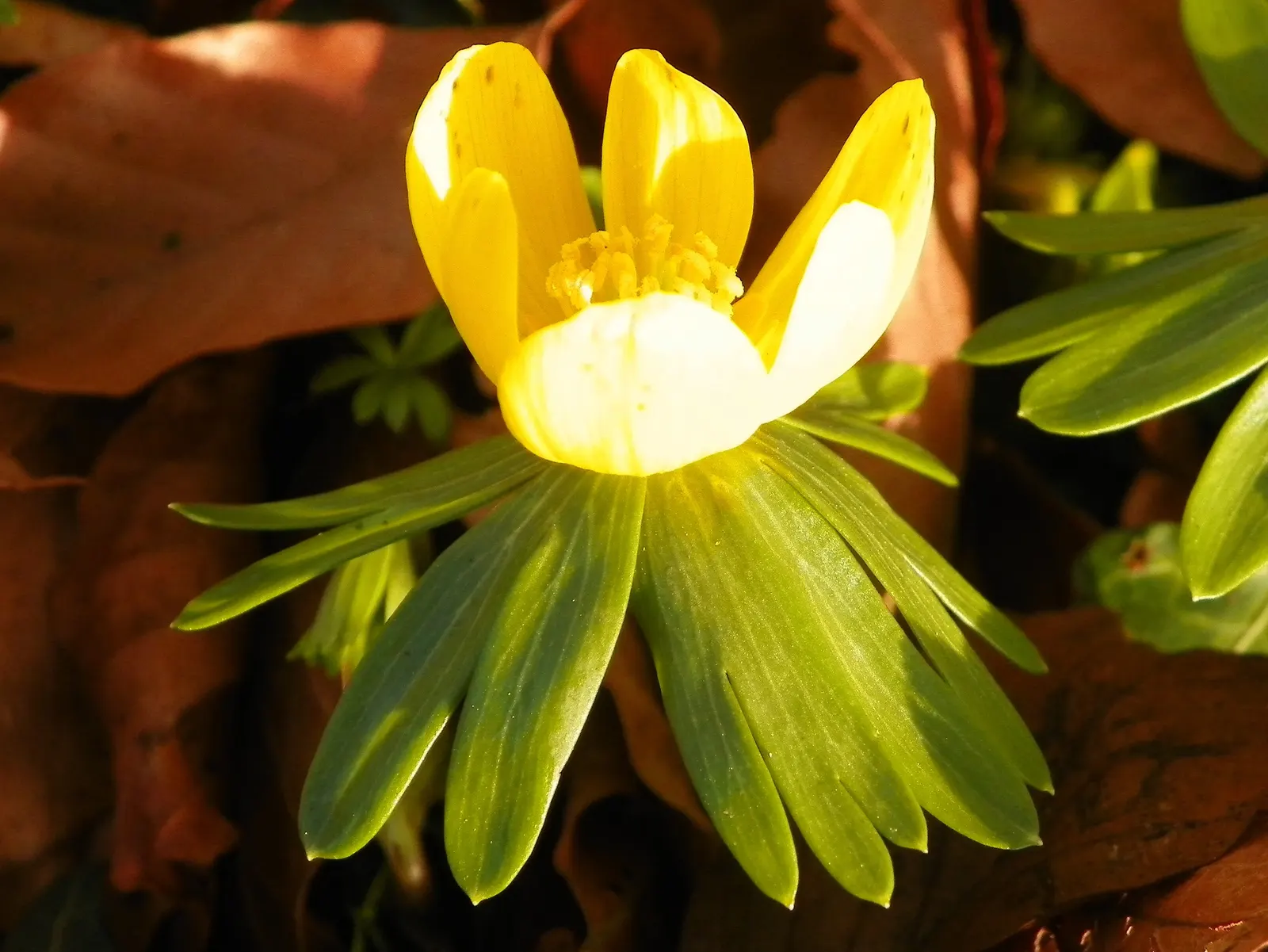 Winter Aconite (Eranthis Hyemalis) — The leaves are basal and divided into lobed segments; perennial for full or half, image 75