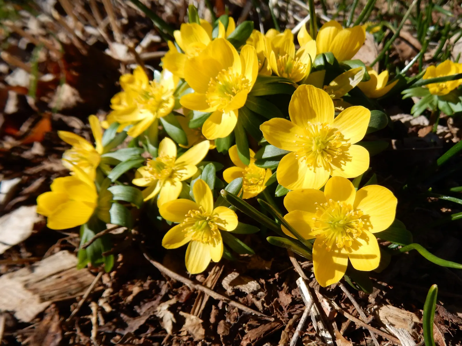 Winter Aconite (Eranthis Hyemalis) — Being deer-resistant and low-maintenance; reaching just 3 to 4 inches in height, image 81
