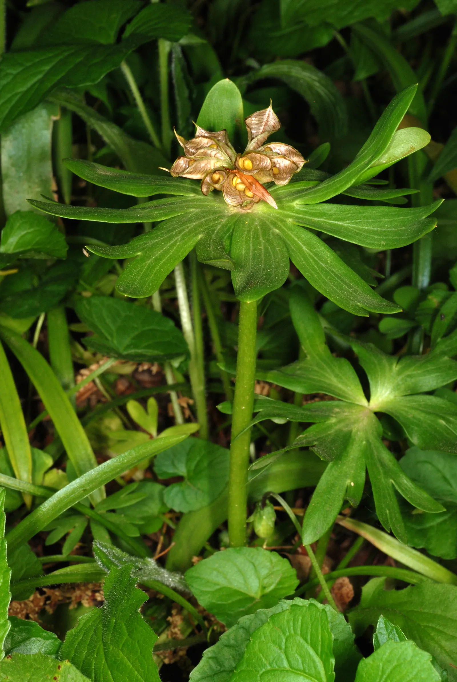 Winter Aconite (Eranthis Hyemalis) — Each bloom is cup-shaped and encircled by a green ruff of dissected bracts; with dark green leaves that develop fully