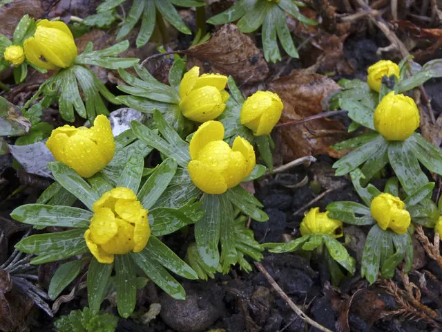 Winter Aconite (Eranthis Hyemalis) — This low-growing perennial reaches a modest height of just 3-4 inches and spreads 3 inches wide; each bloom is, image 60