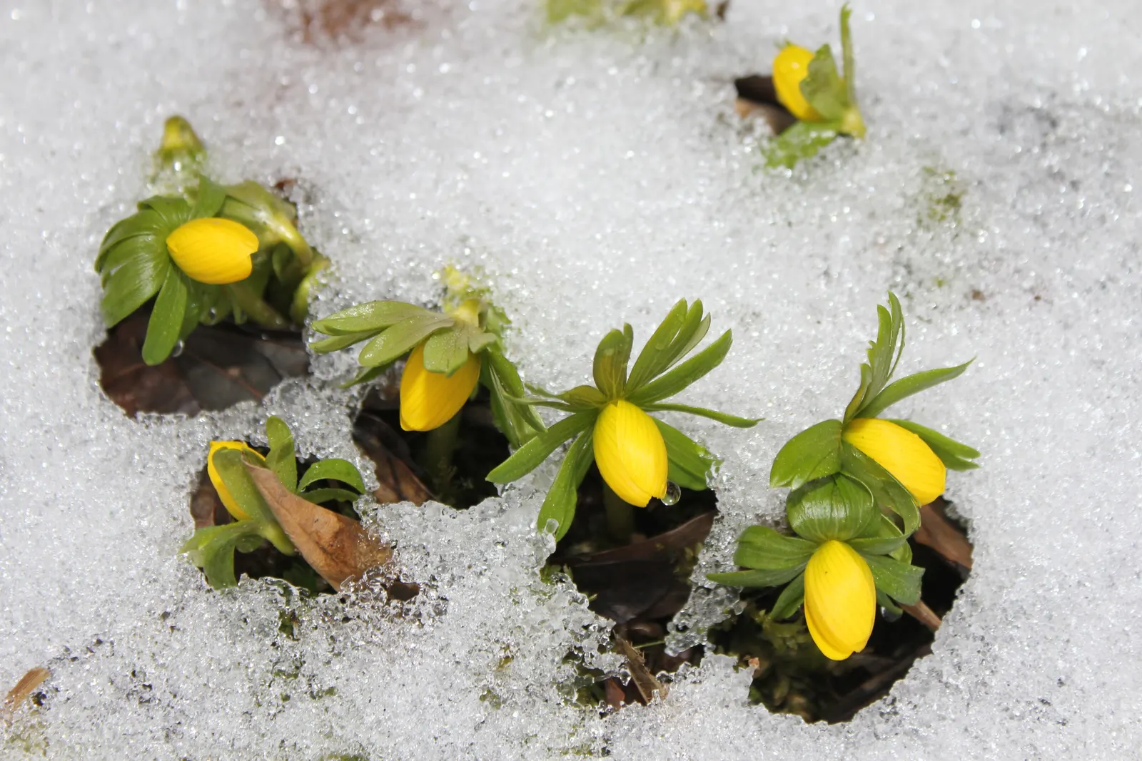 Winter Aconite (Eranthis Hyemalis) — offering a burst of color before the canopy above fills out.<br><br>When planning for mass plantings; perennial with