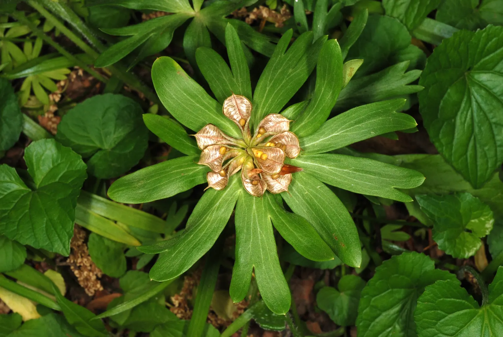 Winter Aconite (Eranthis Hyemalis) — bulbs should be spaced 3 inches apart to create a carpet of color; winter Aconite (Eranthis hyemalis) is a charming and