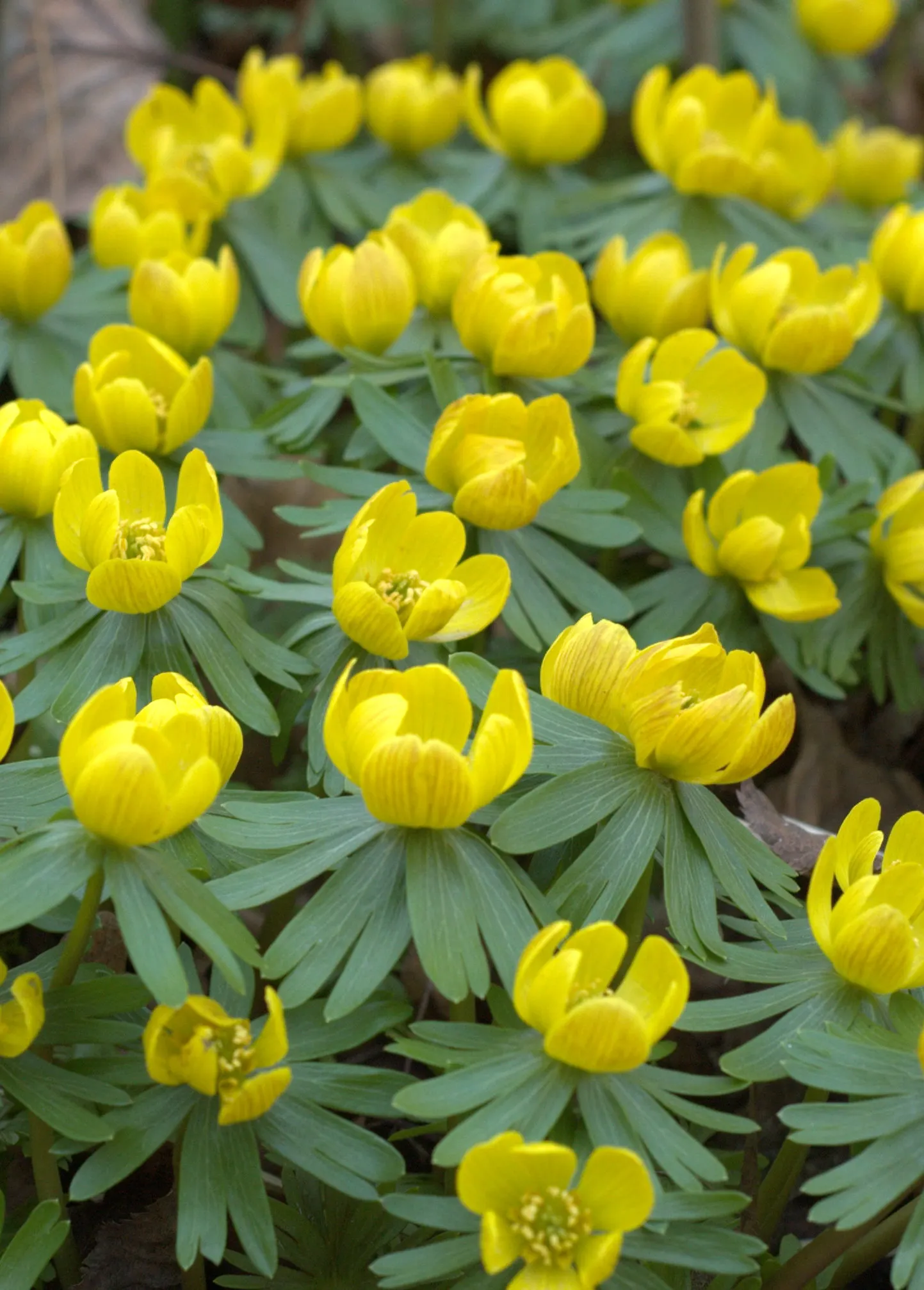 Winter Aconite (Eranthis Hyemalis) — Eranthis hyemalis is an excellent addition to a landscape; it is a superb choice for underplanting deciduous, image 82