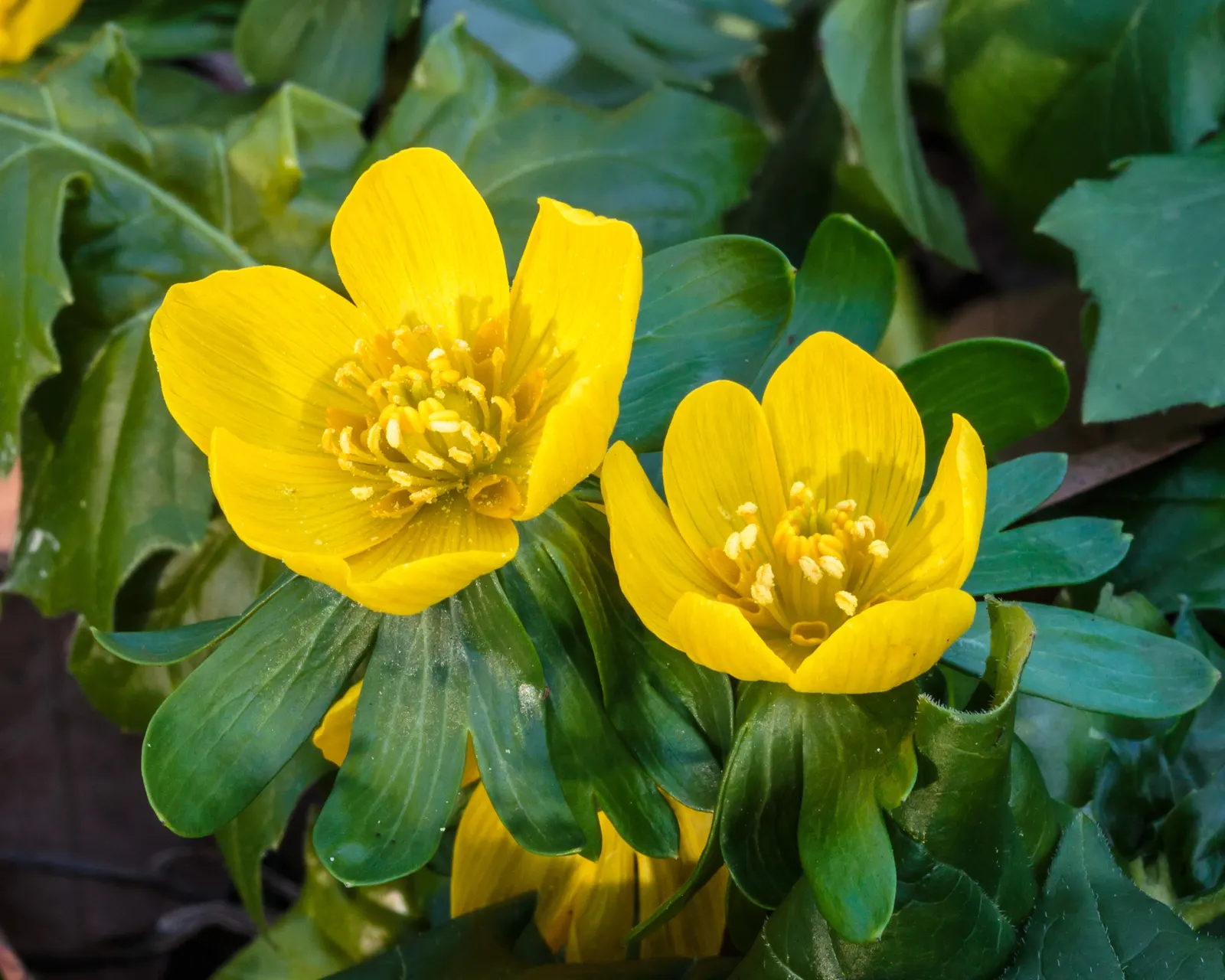 Winter Aconite (Eranthis Hyemalis) — makes it an excellent choice for underplanting deciduous trees and naturalizing in woodland gardens; it, image 121