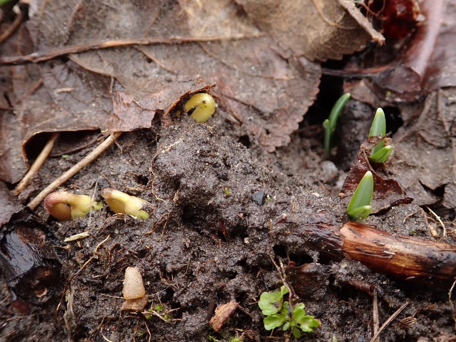 Winter Aconite (Eranthis Hyemalis) — although it tolerates sunnier spots if the soil remains moist; which makes it ideal for planting at the front of borders