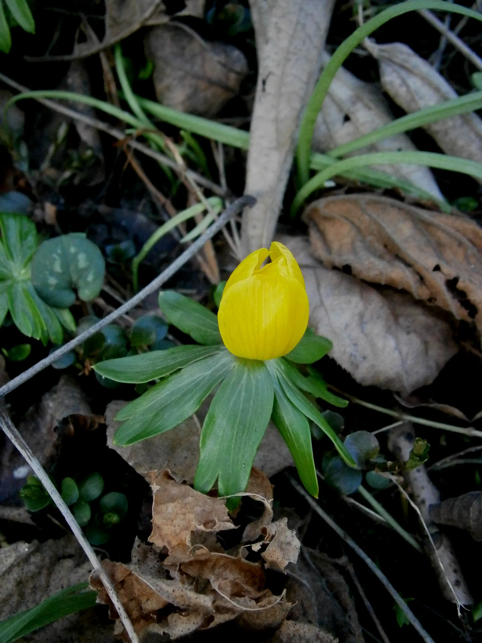 Winter Aconite (Eranthis Hyemalis) — Being deer-resistant and low-maintenance