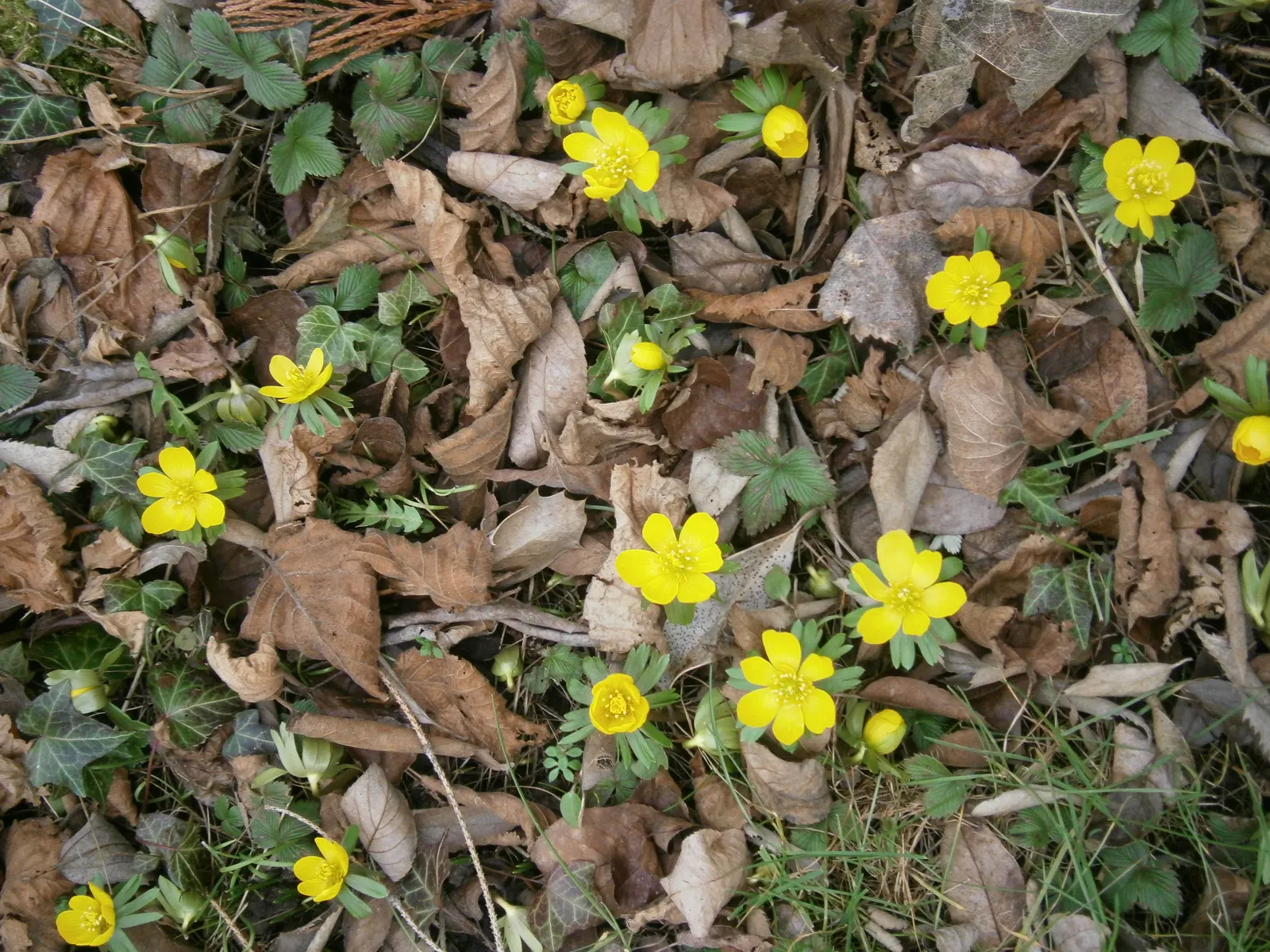 Winter Aconite (Eranthis Hyemalis) — Winter Aconite (Eranthis hyemalis) is a charming and vivacious early-spring bloomer; buttercup-yellow flowers, image 64