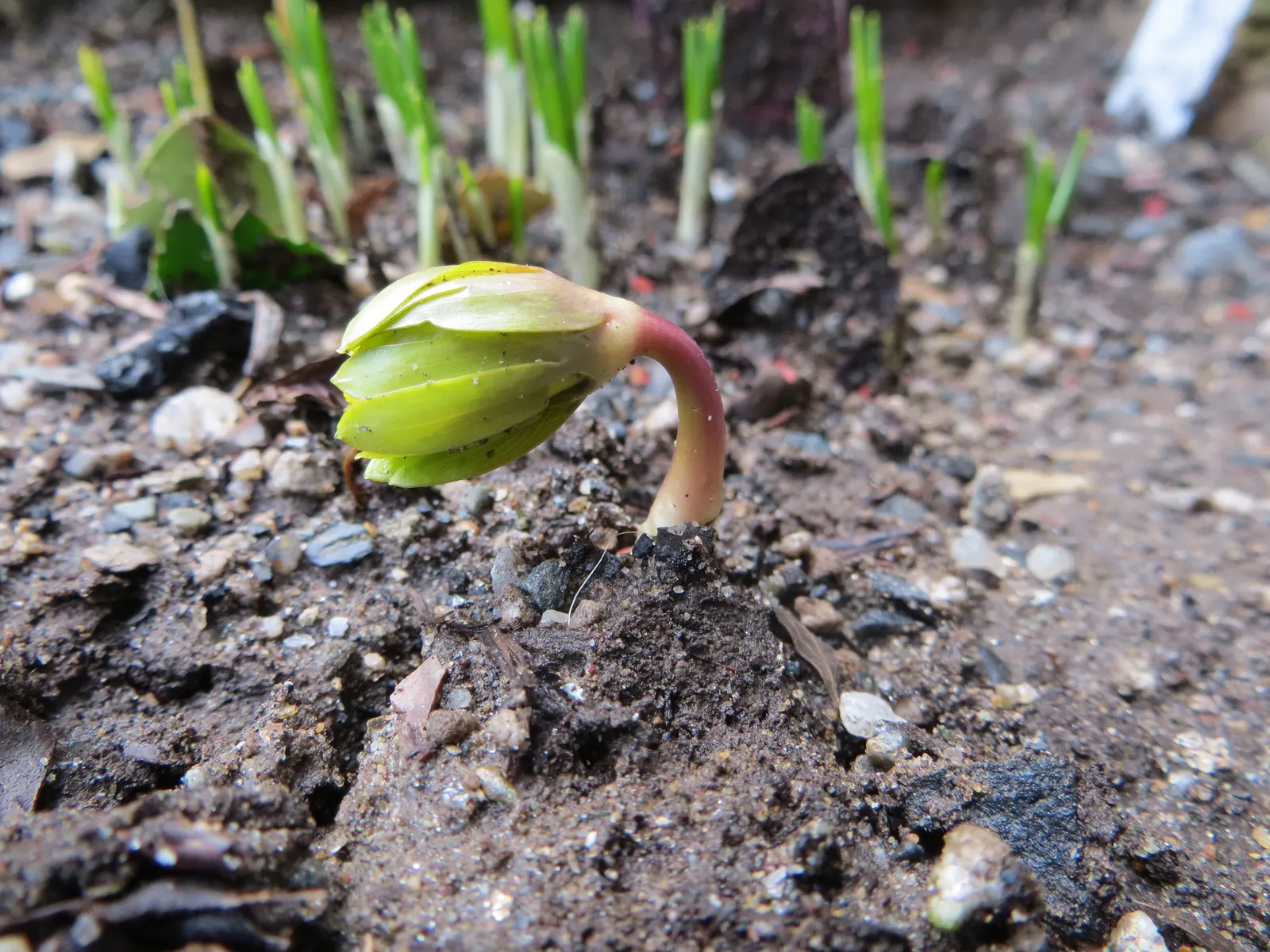 Winter Aconite (Eranthis Hyemalis) — offering a burst of color before the canopy above fills out.<br><br>When planning for mass plantings, image 108