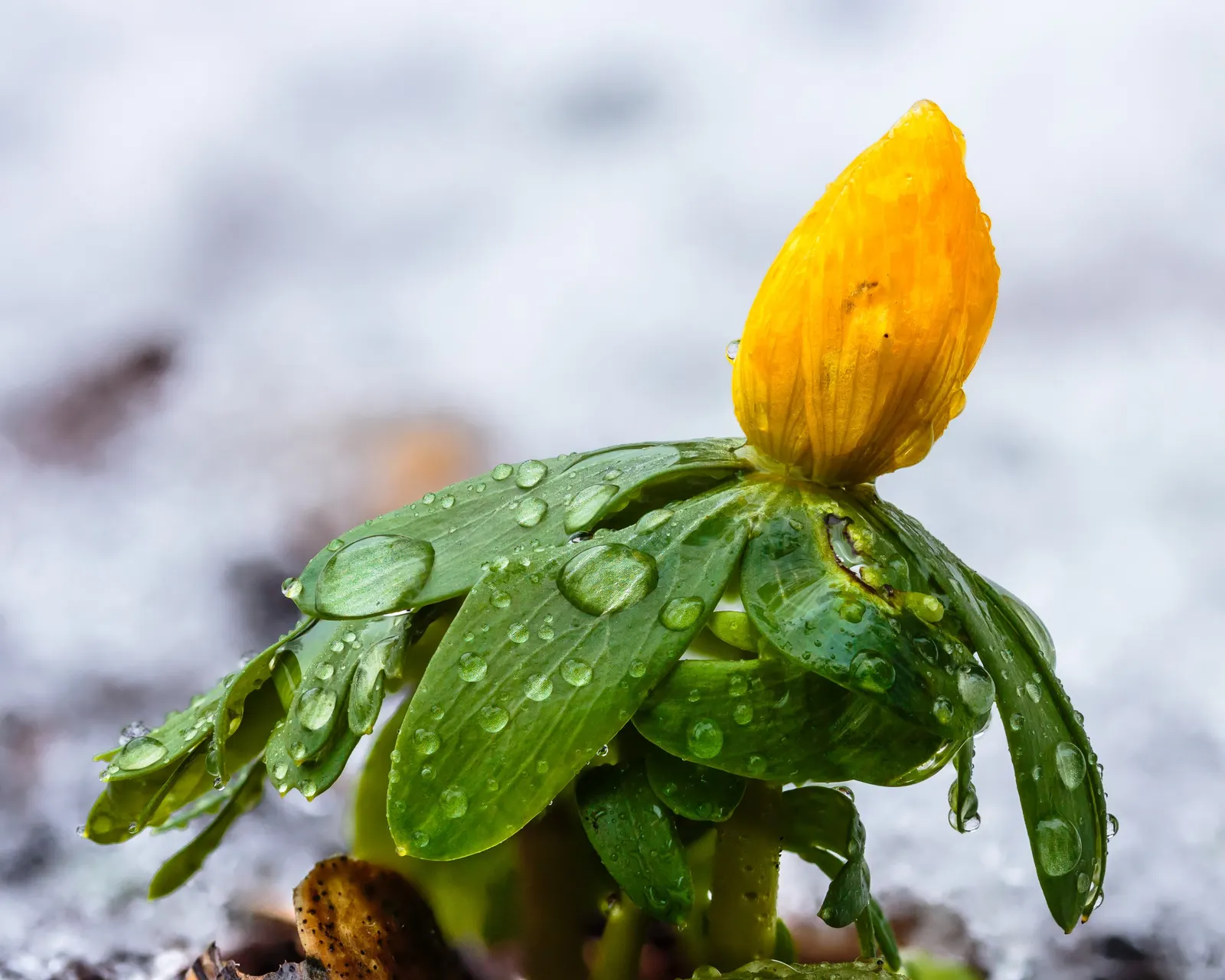 Winter Aconite (Eranthis Hyemalis) — bulbs should be spaced 3 inches apart to create a carpet of color
