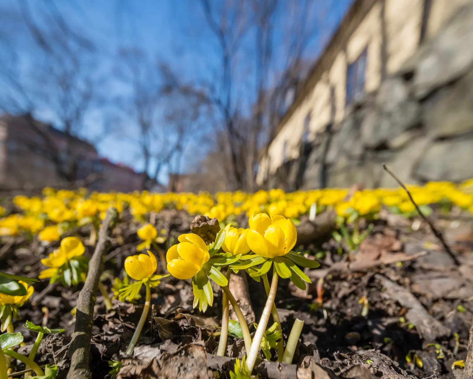 Winter Aconite (Eranthis Hyemalis) — Eranthis hyemalis, commonly known as Winter Aconite, heralds spring with its vibrant yellow blooms; typically in late