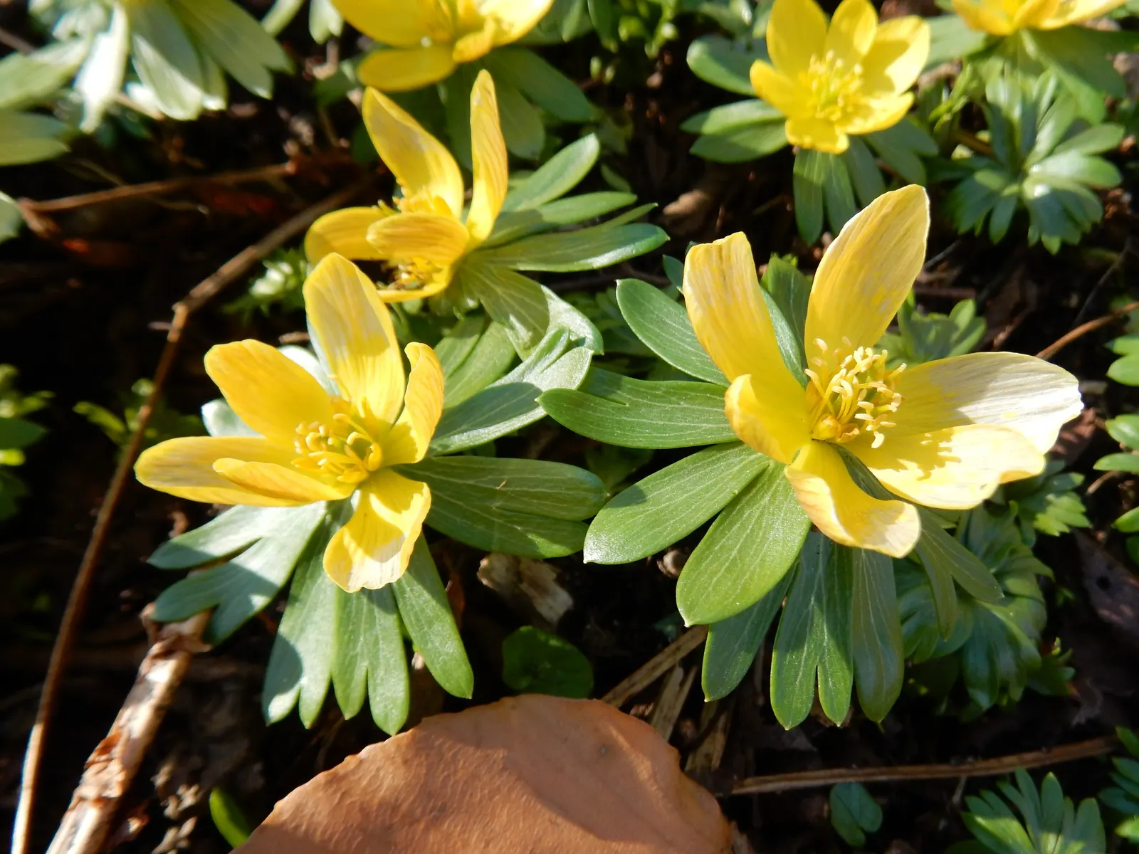 Winter Aconite (Eranthis Hyemalis) — makes it an excellent choice for underplanting deciduous trees and naturalizing in woodland gardens; it thrives in USDA