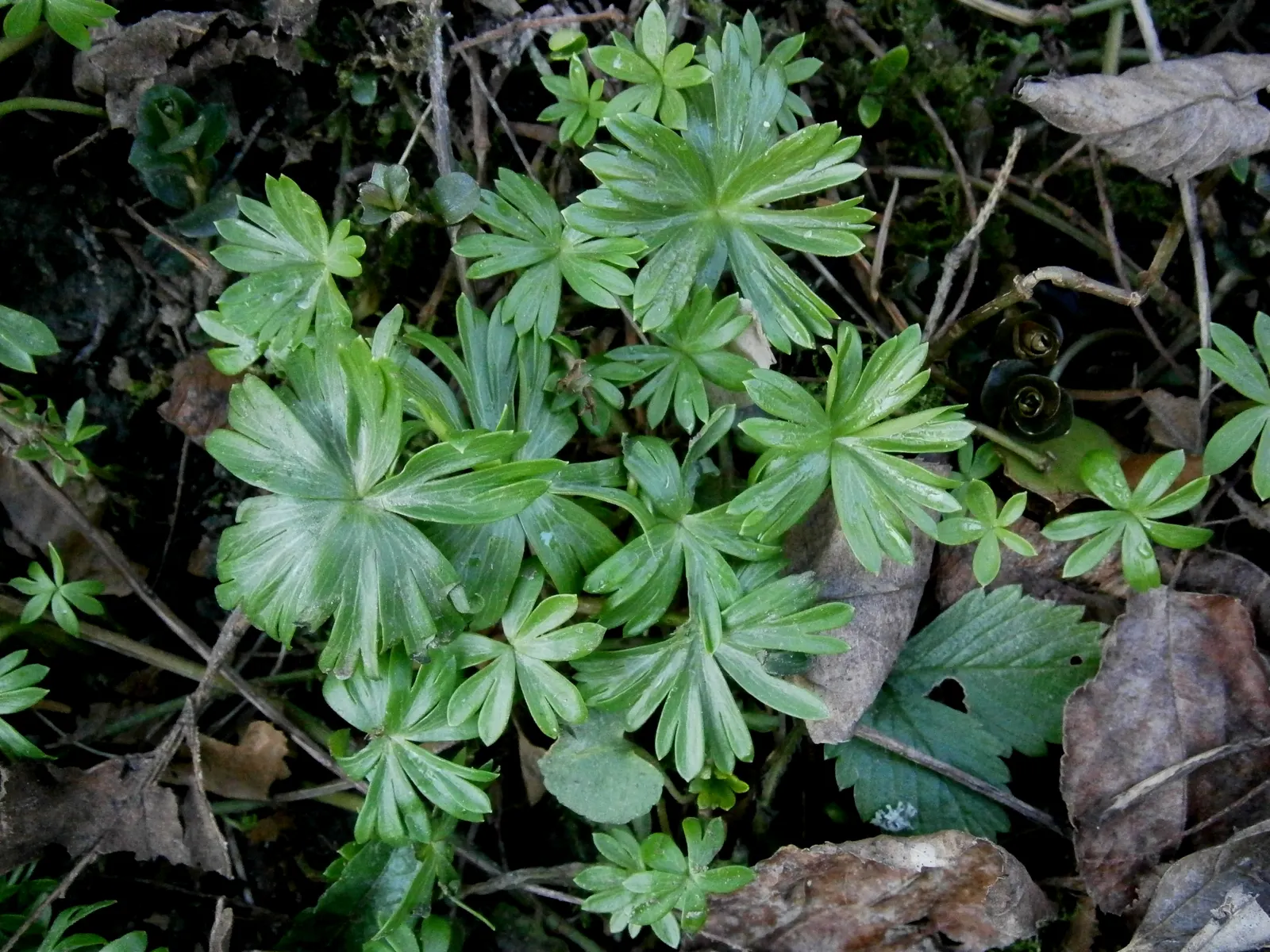 Winter Aconite (Eranthis Hyemalis) — Its foliage is equally petite, image 131