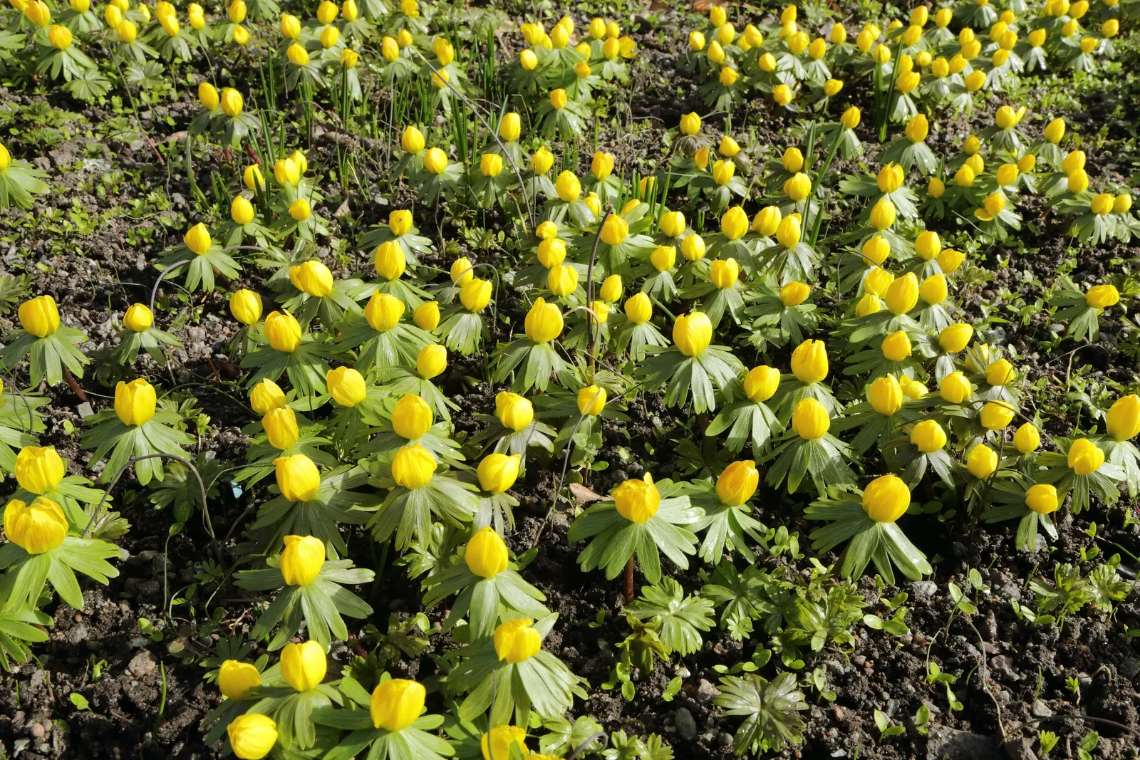 Winter Aconite (Eranthis Hyemalis) — It thrives in USDA hardiness zones 4 through 9, preferring partial shade and well-drained soil; preferring, image 119