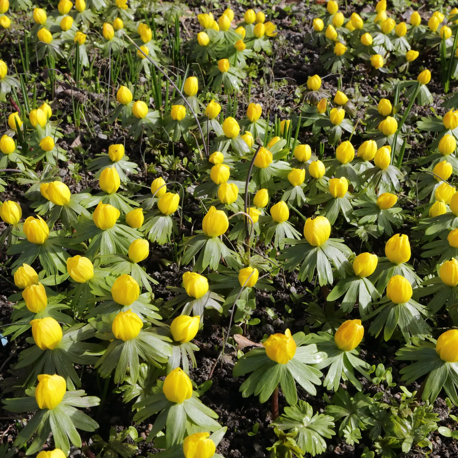 Winter Aconite (Eranthis Hyemalis) — Typically emerging in late winter to early spring; eranthis hyemalis is an excellent addition to a landscape, image 124