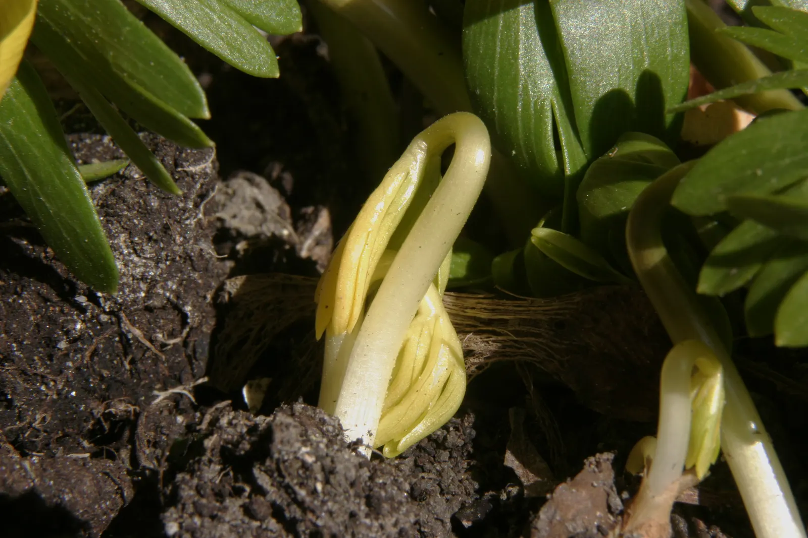 Winter Aconite (Eranthis Hyemalis) — yellow flowers in the garden; resembling a collar that enhances the floral display.<br><br>The Eranthis, image 114