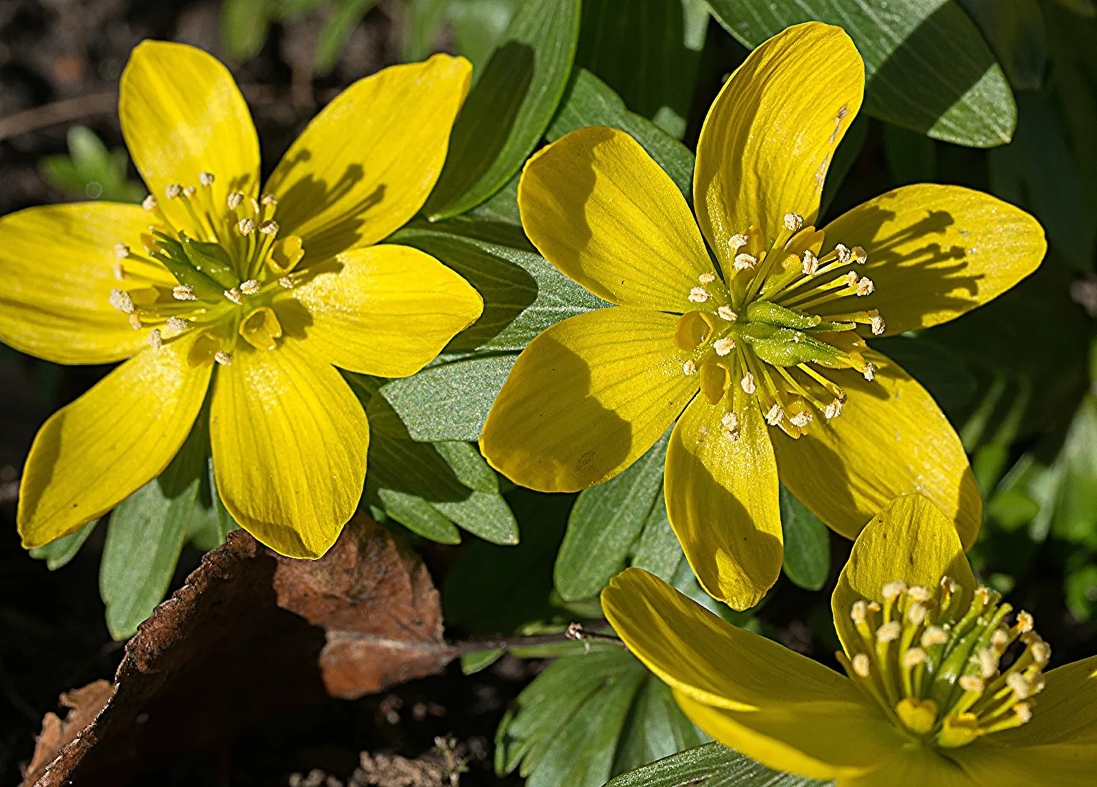 Winter Aconite (Eranthis Hyemalis) — resembling a collar that enhances the floral display.<br><br>The Eranthis hyemalis has a low growth habit