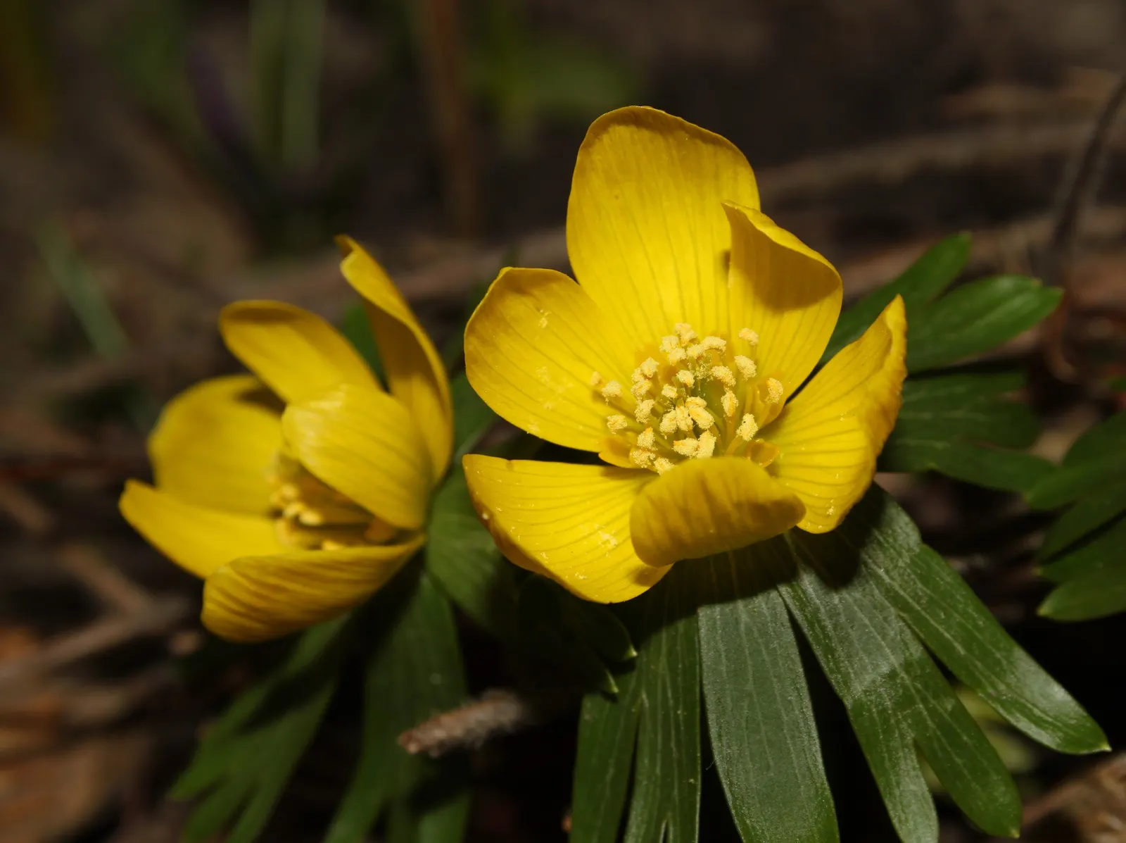Winter Aconite (Eranthis Hyemalis) — The leaves are basal and divided into lobed segments; perennial for full or half, image 104