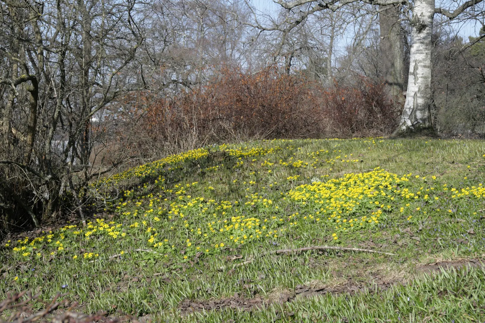 Winter Aconite (Eranthis Hyemalis) — resembling a collar that enhances the floral display.<br><br>The Eranthis hyemalis has a low growth habit; being