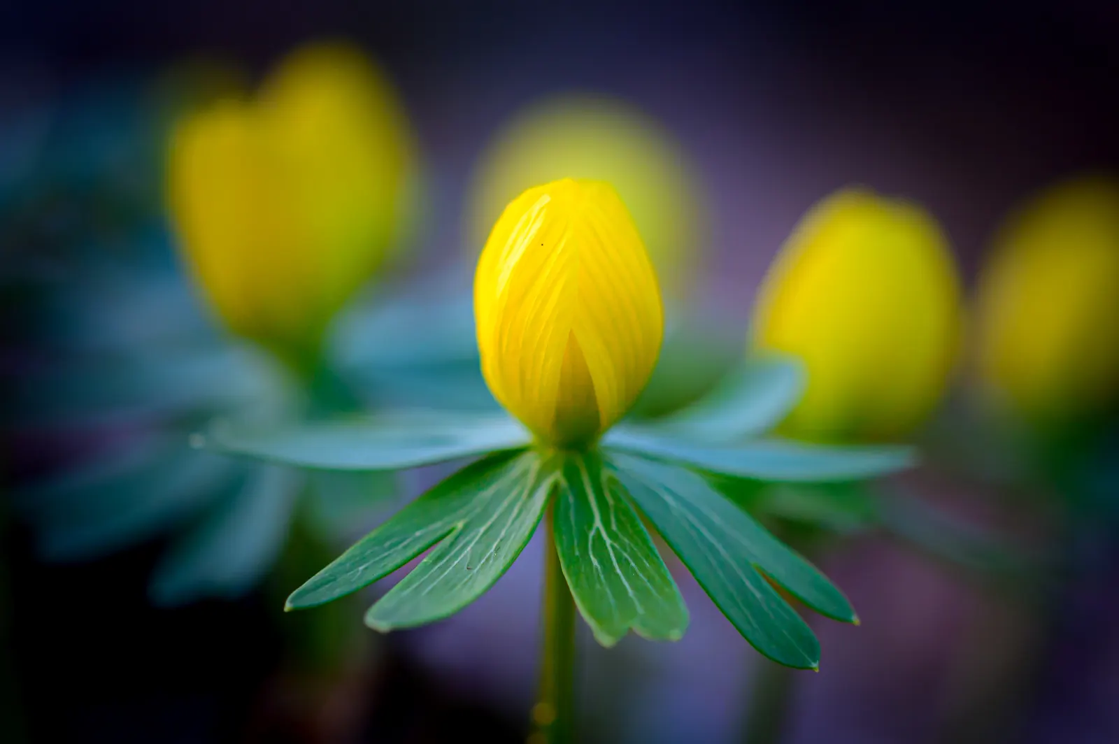 Winter Aconite (Eranthis Hyemalis) — Typically emerging in late winter to early spring