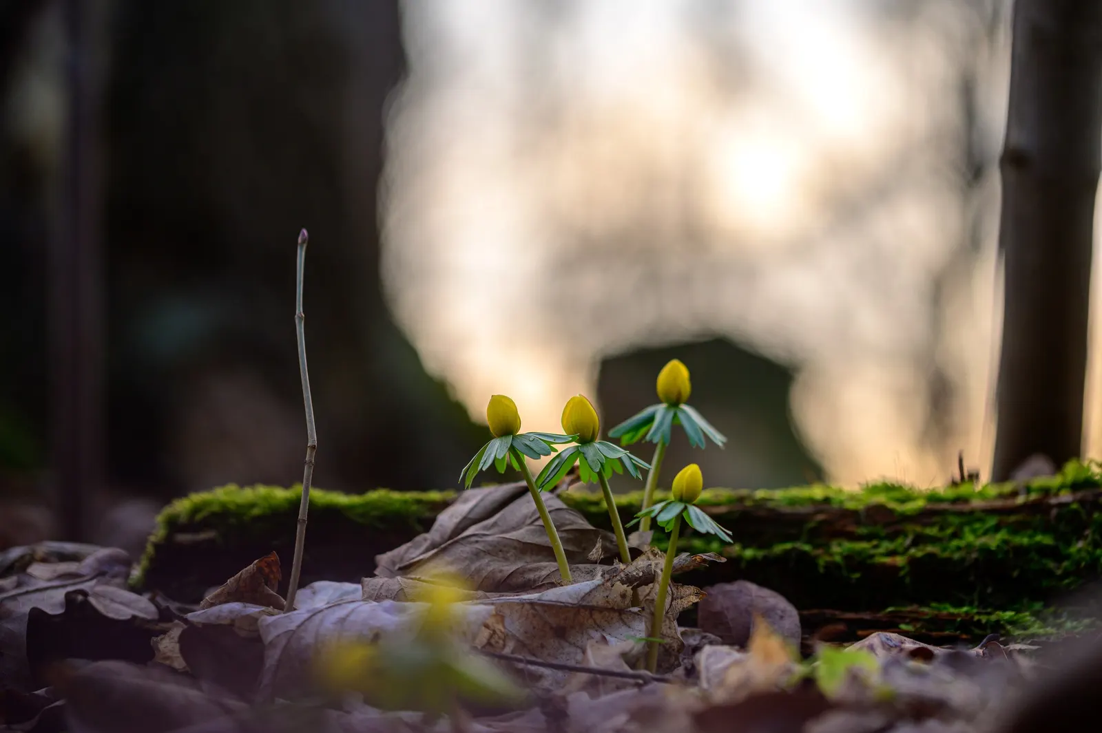 Winter Aconite (Eranthis Hyemalis) — appreciated for its ability to infuse color into the garden when most other plants remain dormant; the leaves, image 65