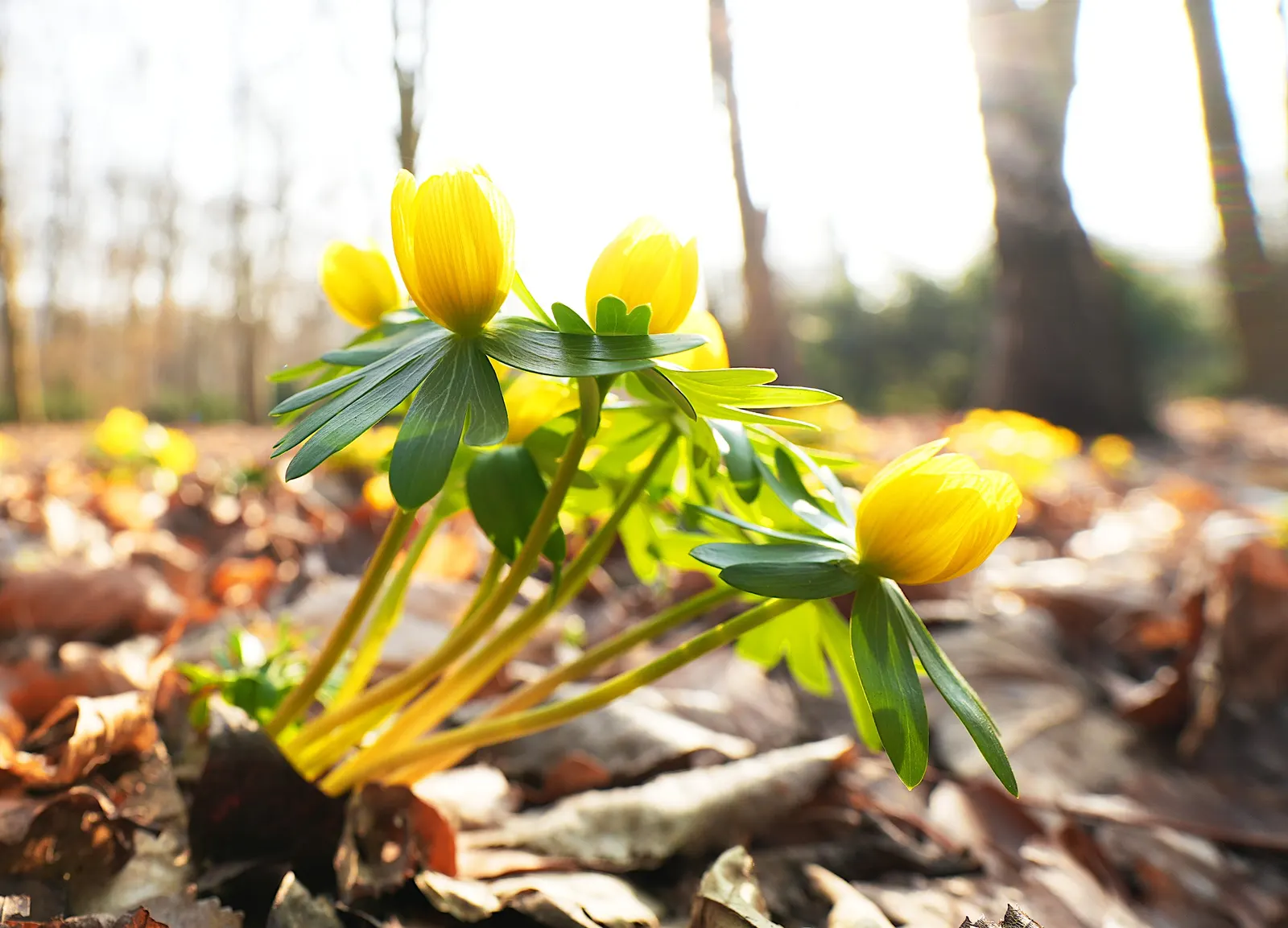Winter Aconite (Eranthis Hyemalis) — which makes it ideal for planting at the front of borders or for naturalizing in woodland garden settings, image 130