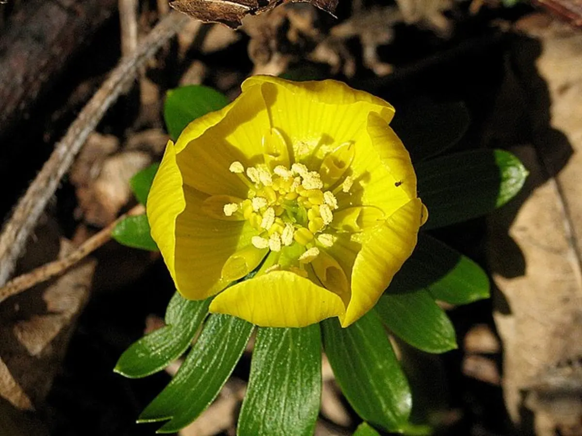 Winter Aconite (Eranthis Hyemalis) — Each bloom is cup-shaped and encircled by a green ruff of dissected bracts; with dark green leaves that, image 69