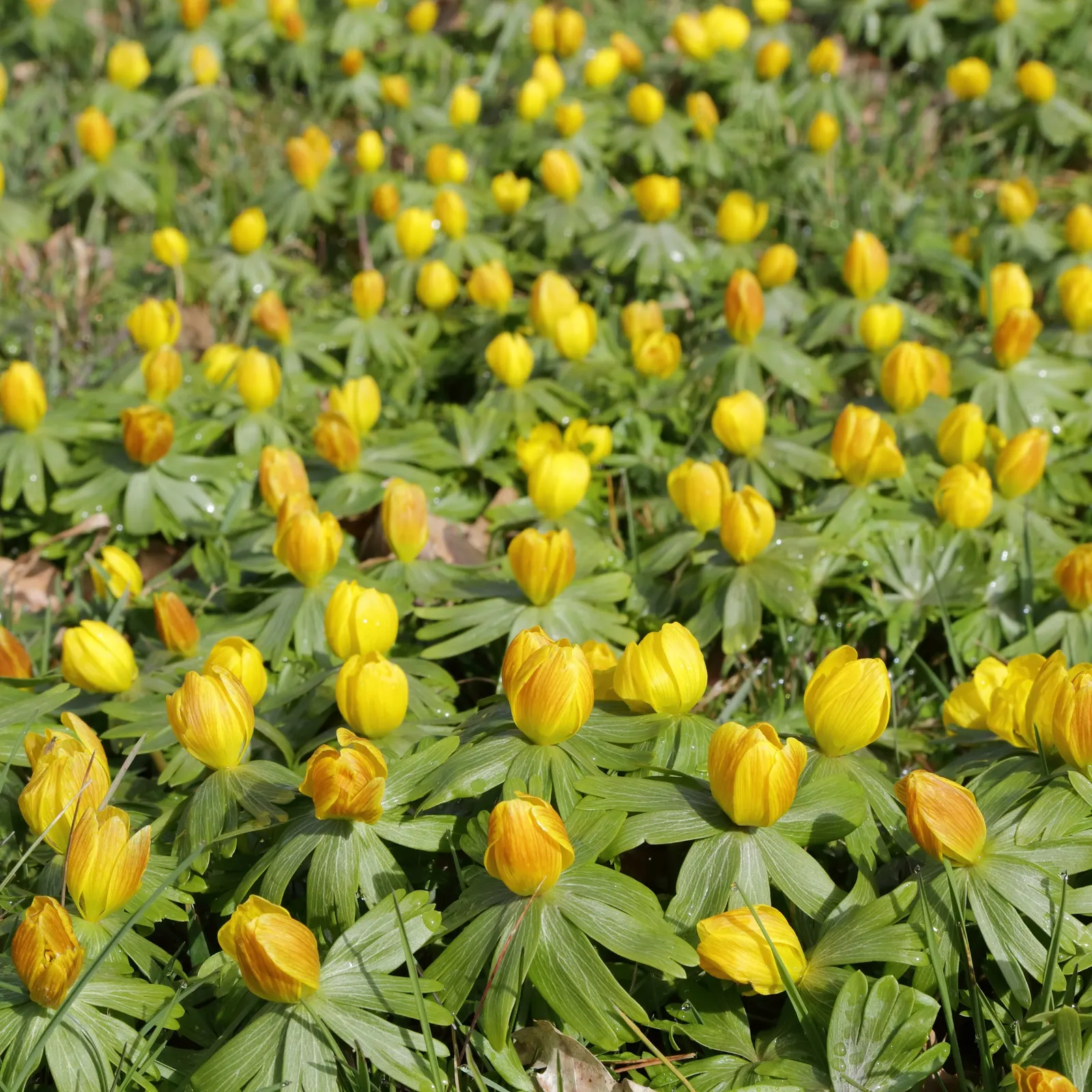 Winter Aconite (Eranthis Hyemalis) — typically in late winter to early spring; providing early pollen for bees and enhancing biodiversity in the, image 62