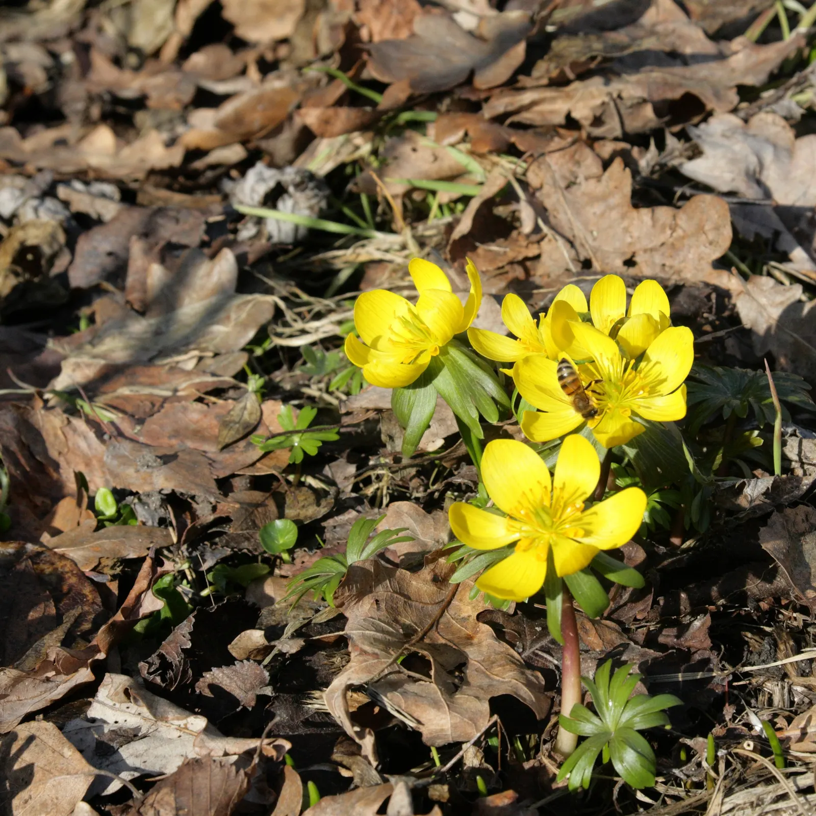 Winter Aconite (Eranthis Hyemalis) — yellow flowers in the garden; resembling a collar that enhances the floral display.<br><br>The Eranthis hyemalis has a low