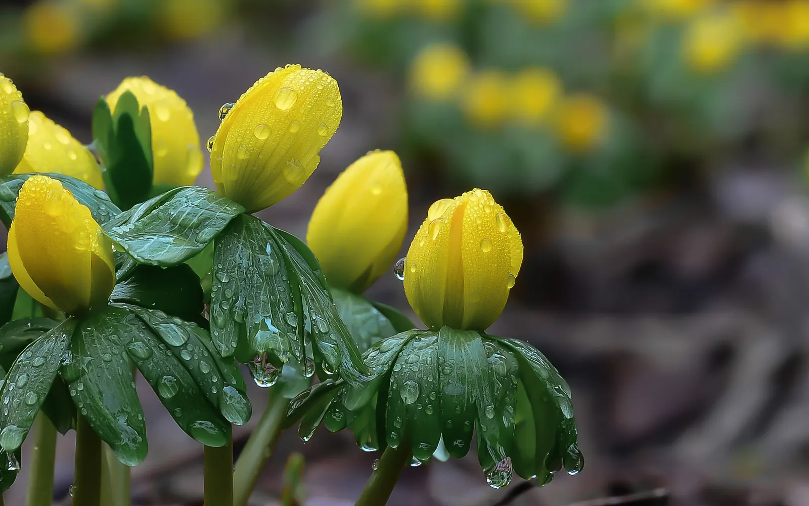 Winter Aconite (Eranthis Hyemalis) — offering a burst of color before the canopy above fills out.<br><br>When planning for mass plantings