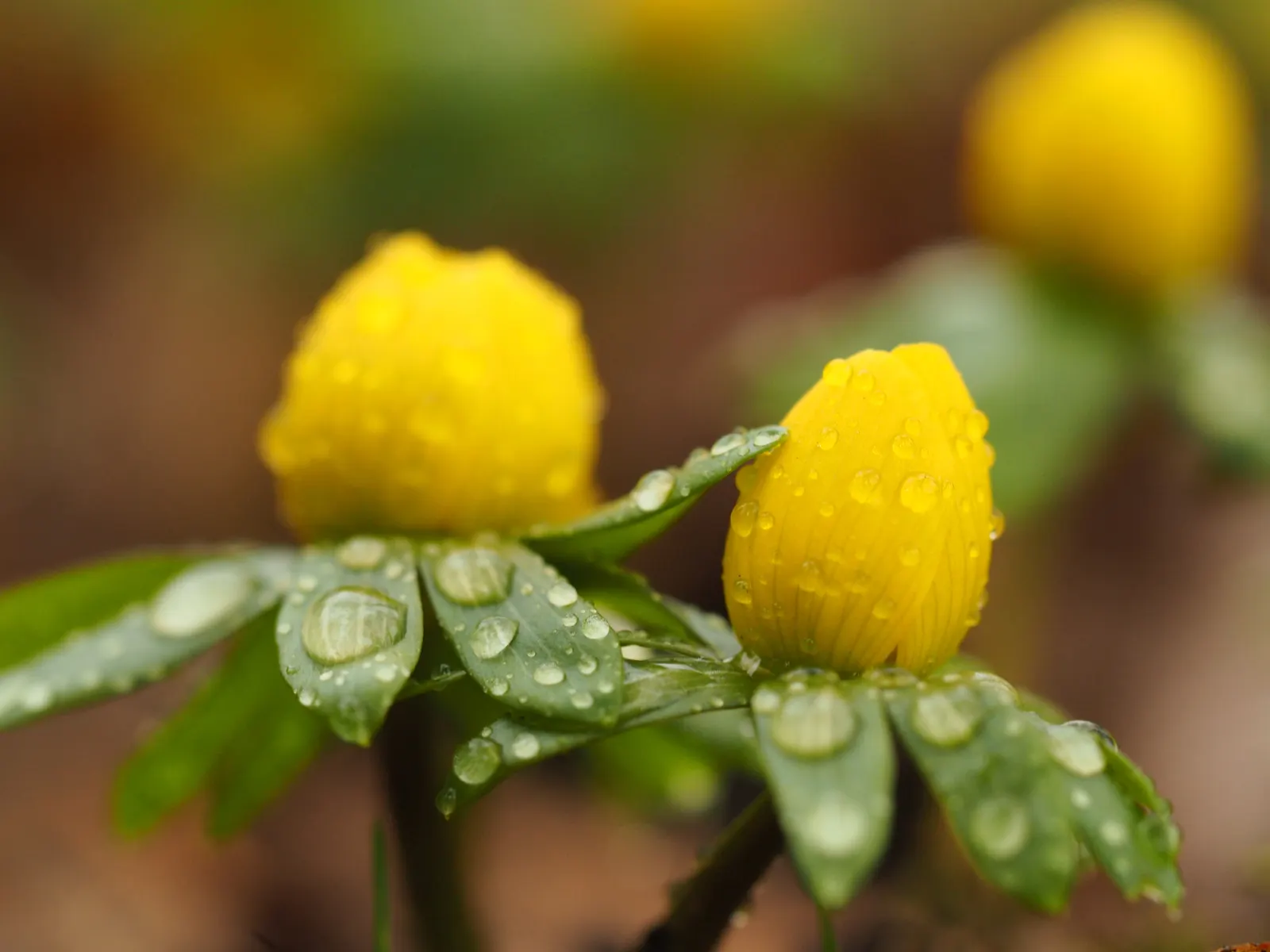 Winter Aconite (Eranthis Hyemalis) — offering a burst of color before the canopy above fills out.<br><br>When planning for mass plantings, image 137