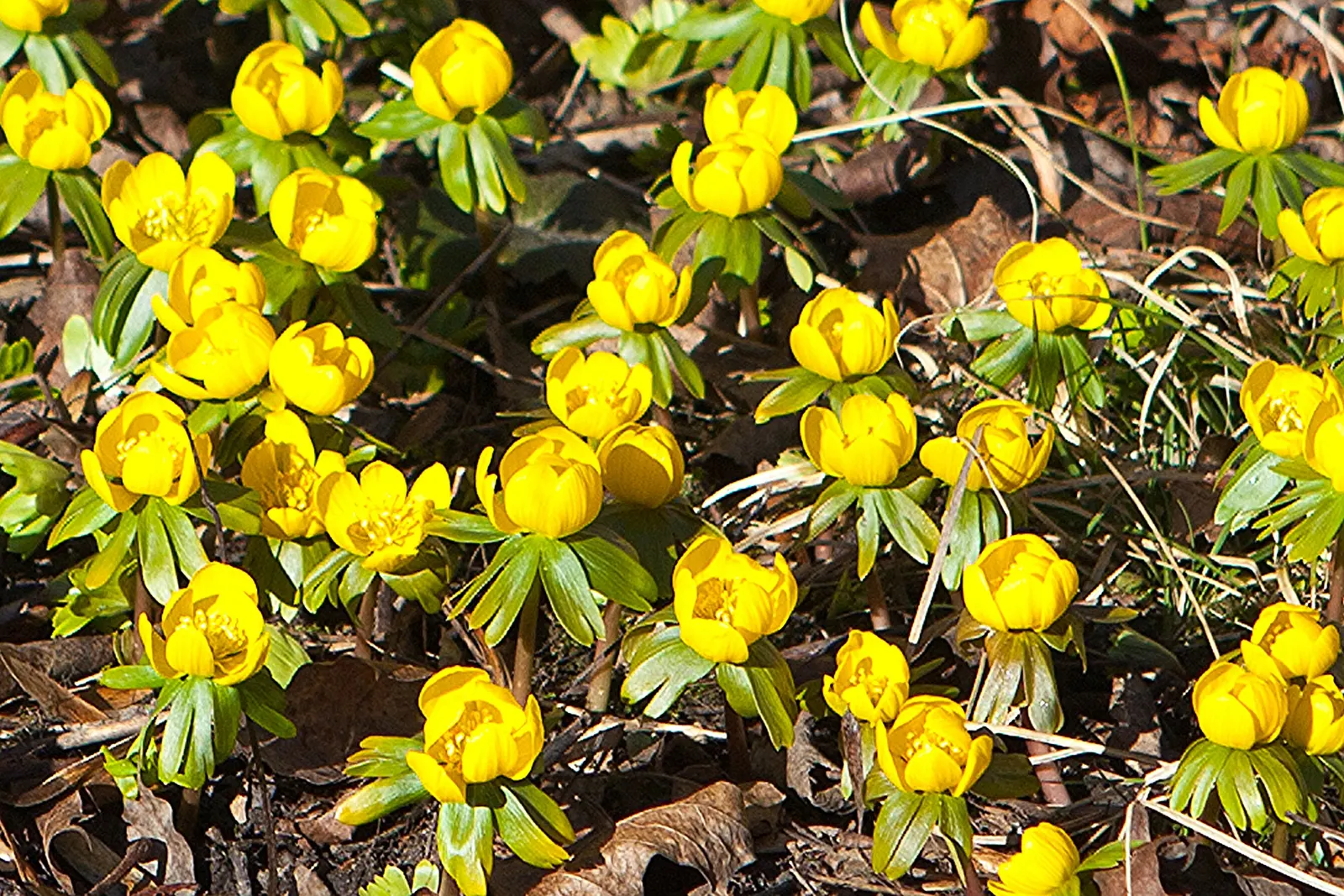 Winter Aconite (Eranthis Hyemalis) — Proper care includes planting the tubers at a depth of 1 to 2 inches and watering regularly during dry spells; makes it an