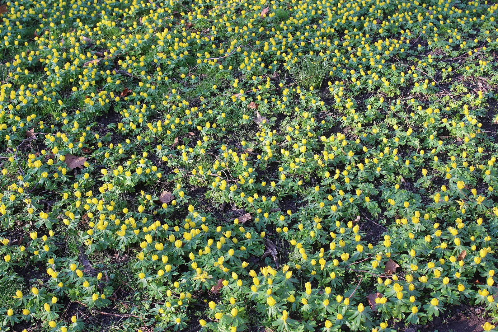Winter Aconite (Eranthis Hyemalis) — Each bloom is cup-shaped and encircled by a green ruff of dissected bracts; with dark green leaves that, image 98