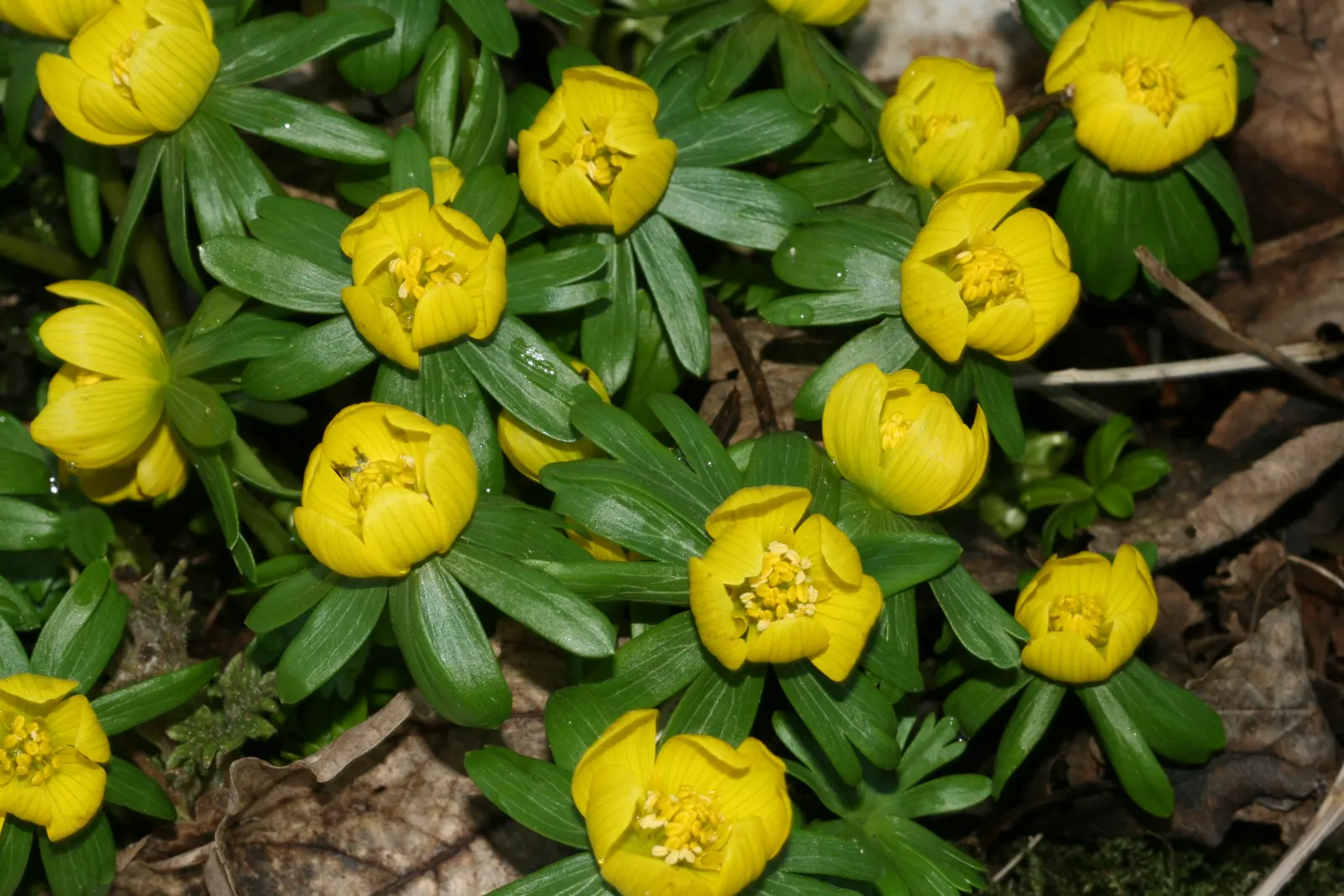 Winter Aconite (Eranthis Hyemalis) — this plant features bright; this low-growing perennial reaches a modest height of just 3-4 inches and spreads, image 125