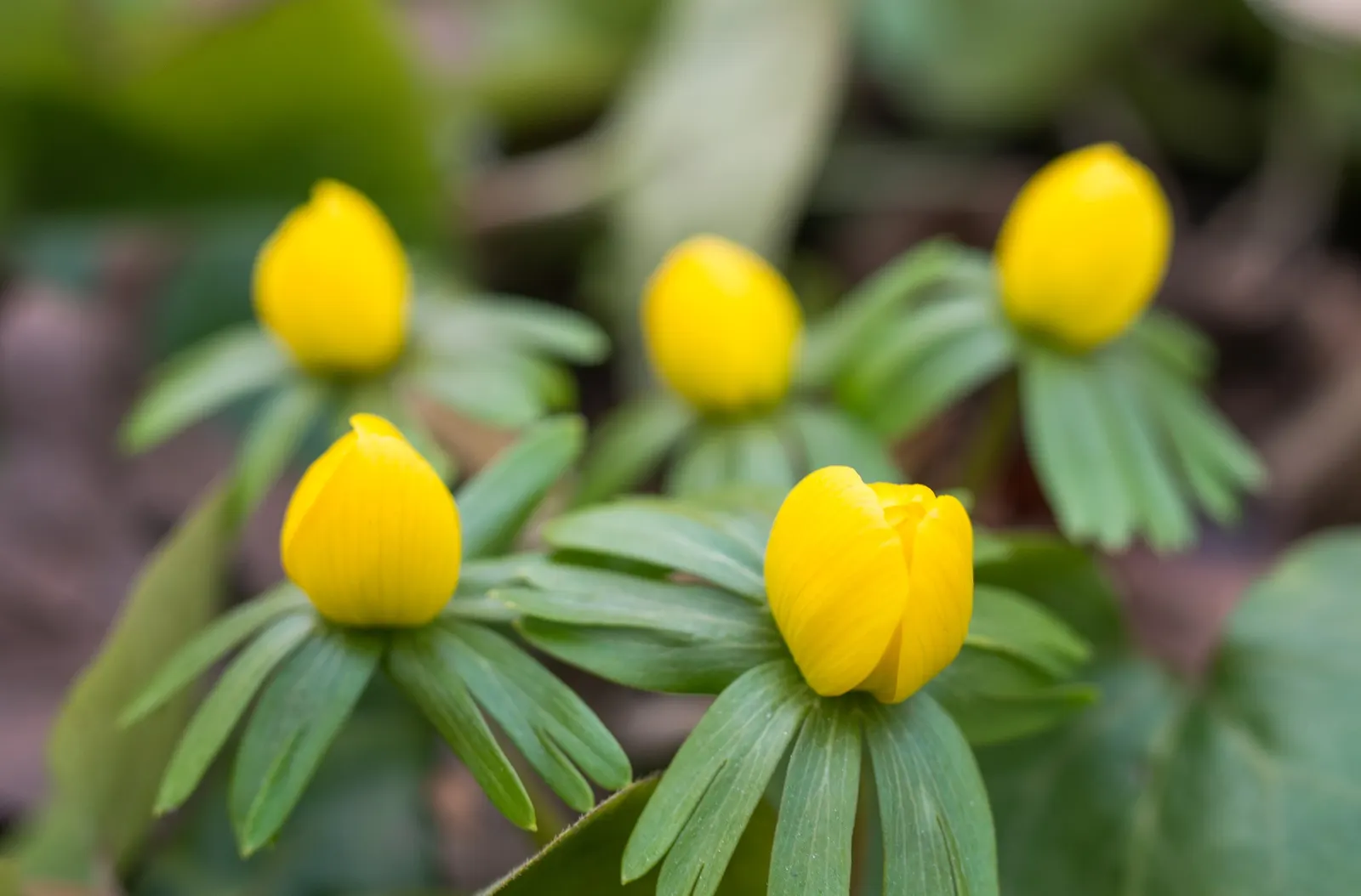 Winter Aconite (Eranthis Hyemalis) — perennial with yellow blooms