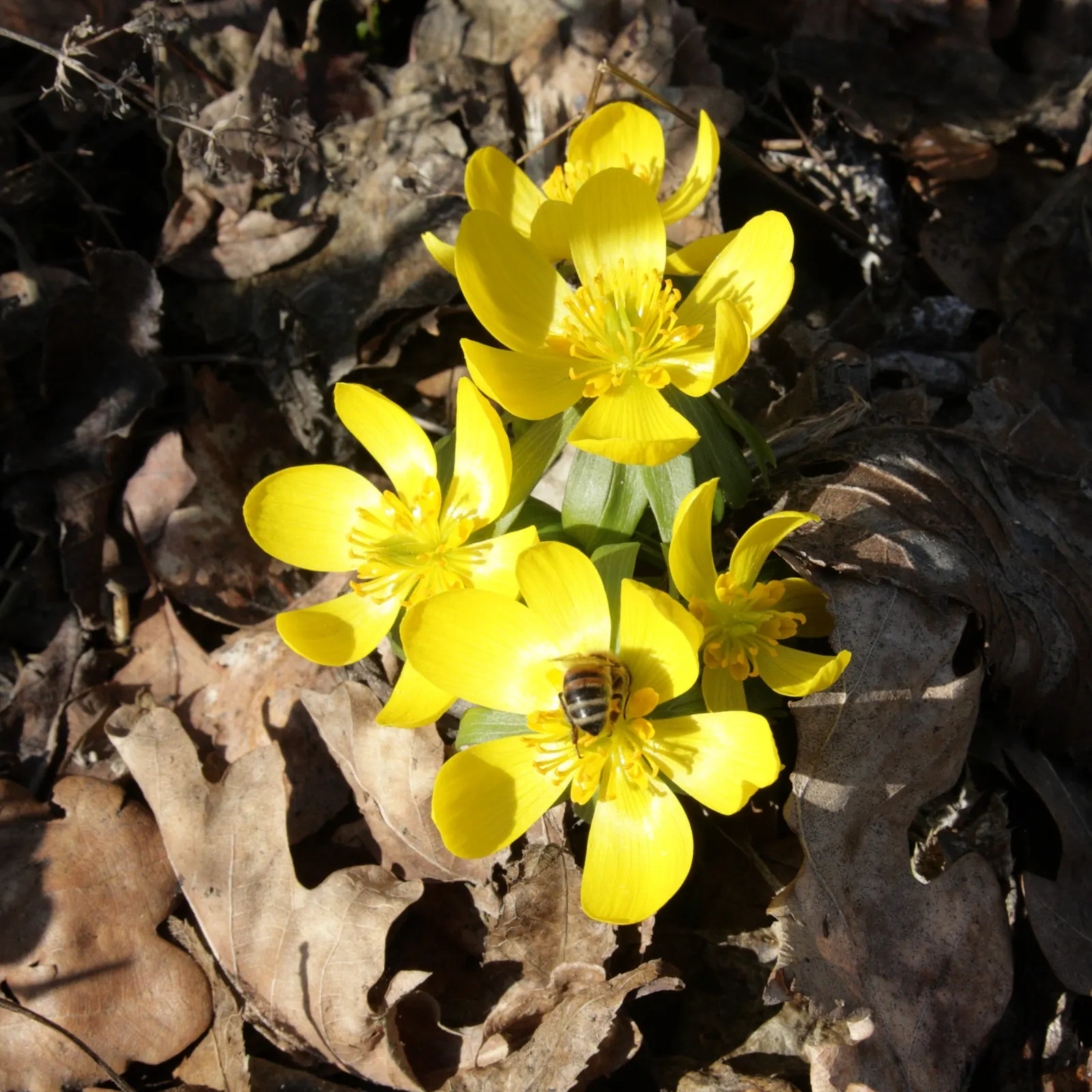 Winter Aconite (Eranthis Hyemalis) — It is a superb choice for underplanting deciduous trees and shrubs; offering a burst of color before the, image 136