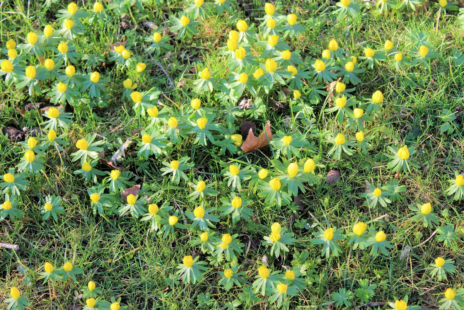 Winter Aconite (Eranthis Hyemalis) — This low-growing perennial reaches a modest height of just 3-4 inches and spreads 3 inches wide; each bloom is, image 89